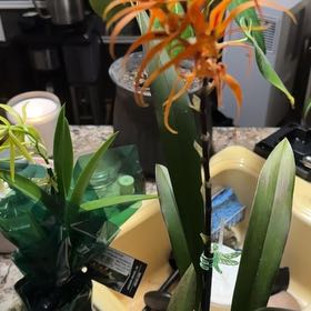 Photo of the plant species Spider Orchid by @Brycen named Oscar on Greg, the plant care app