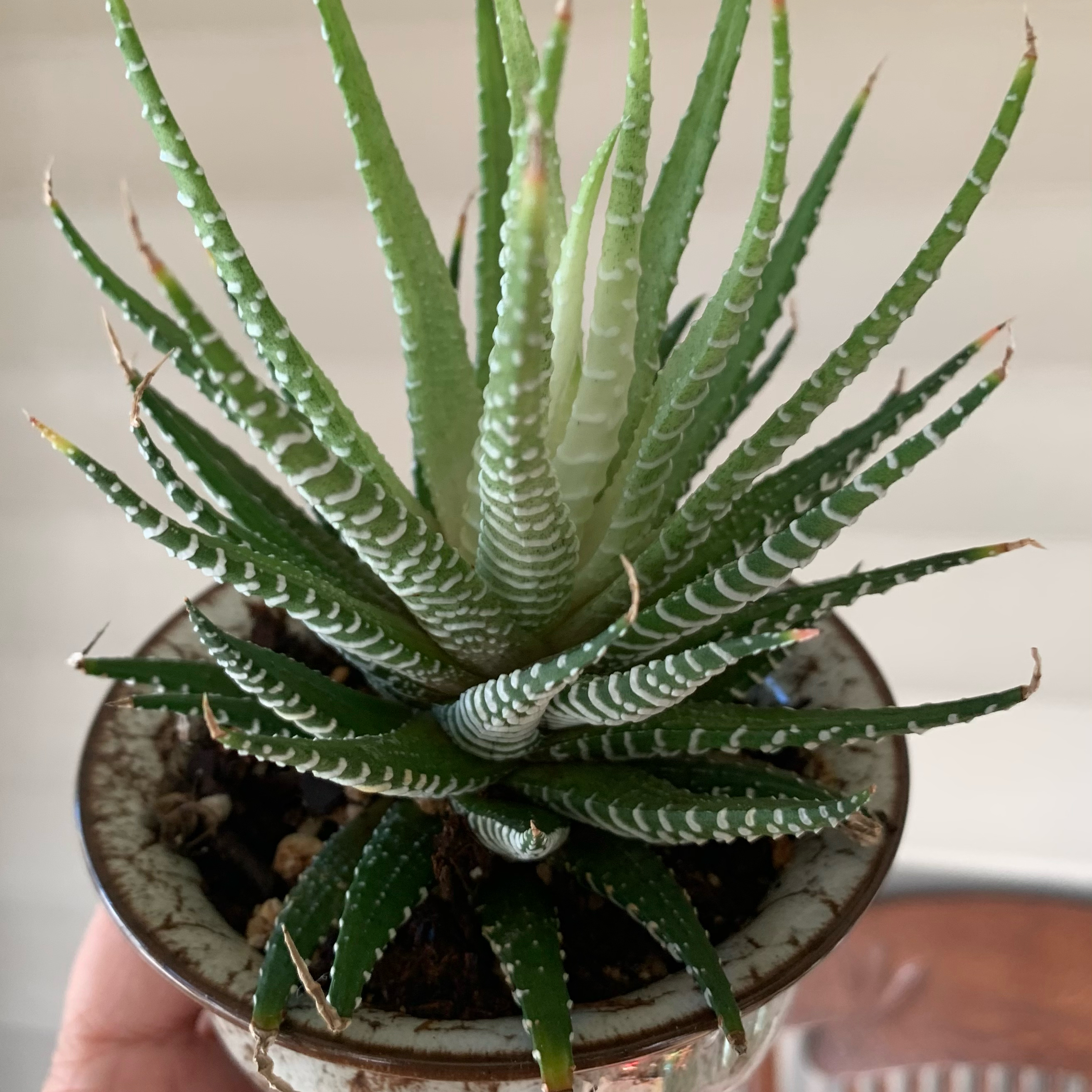 Photo of the plant species Haworthia fasciata 'Super Fasciata' by @CourtlyKingfern named White Zebra on Greg, the plant care app