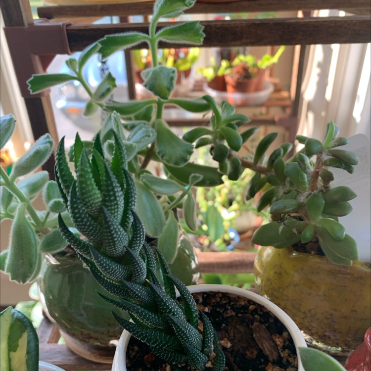 Photo of the plant species Haworthia coarctata f. conspicua by @CourtlyKingfern named Coarctata on Greg, the plant care app