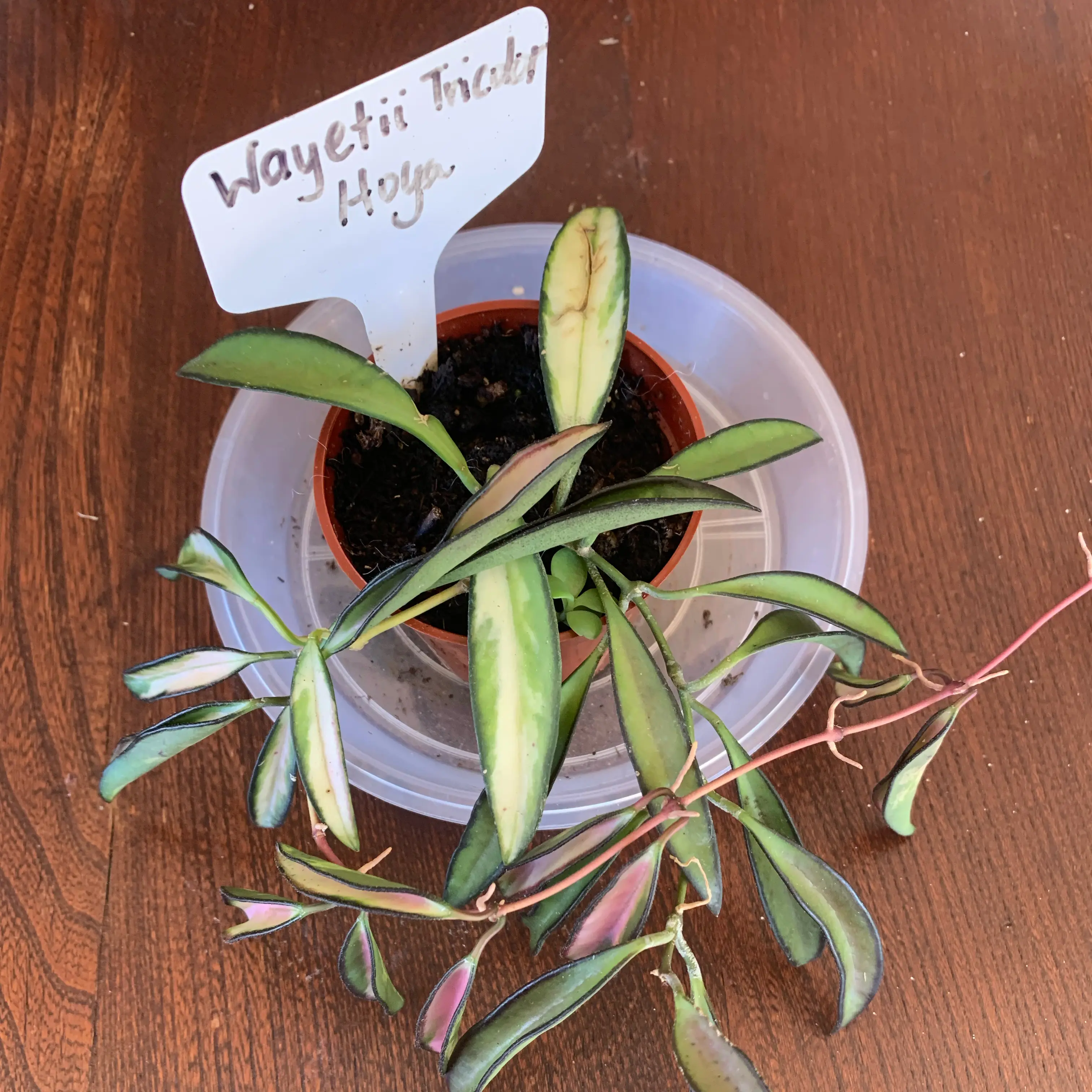 Photo of the plant species Hoya by @CourtlyKingfern named Waygetii tricolor on Greg, the plant care app