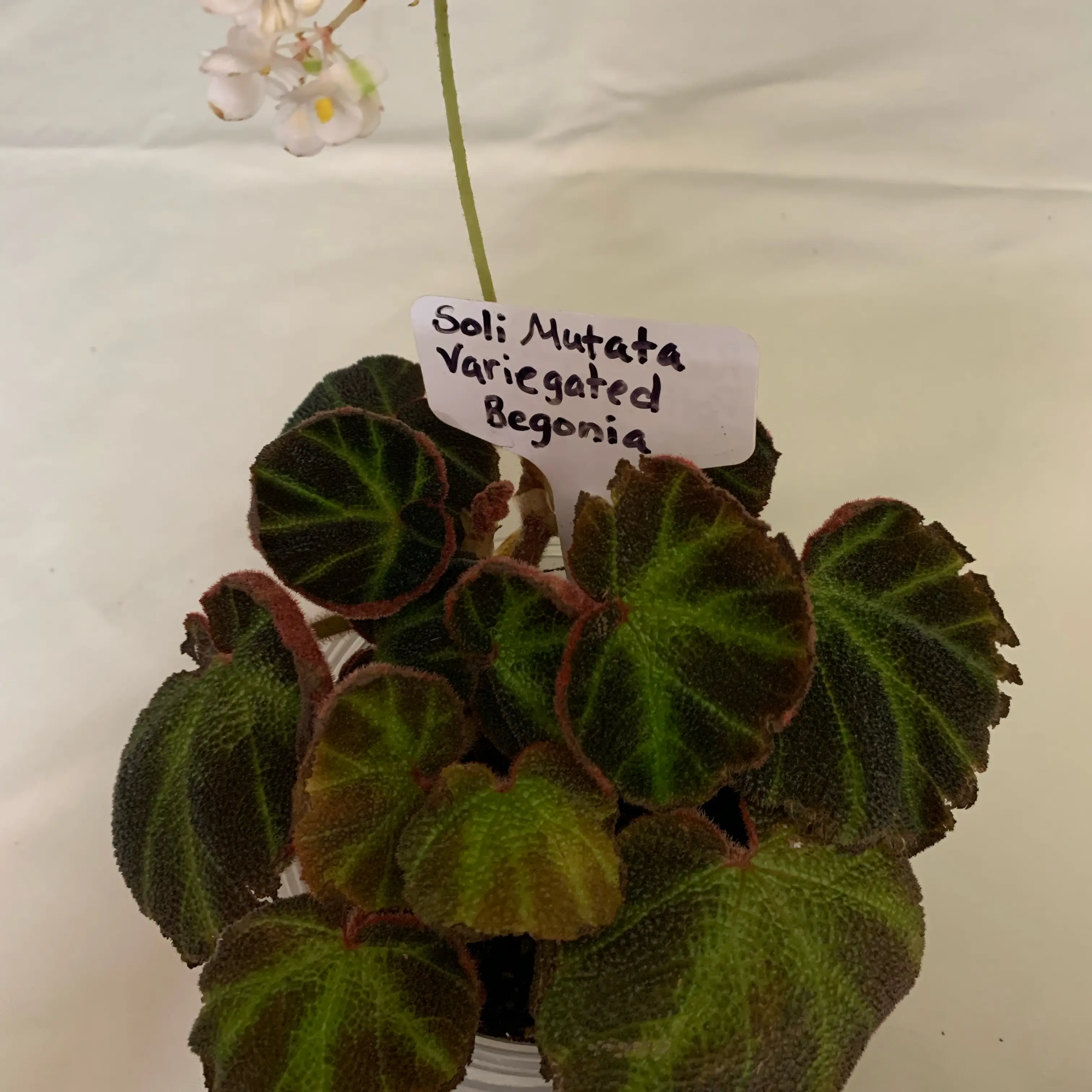 Photo of the plant species Begonia Variegated by @CourtlyKingfern named Mutata on Greg, the plant care app