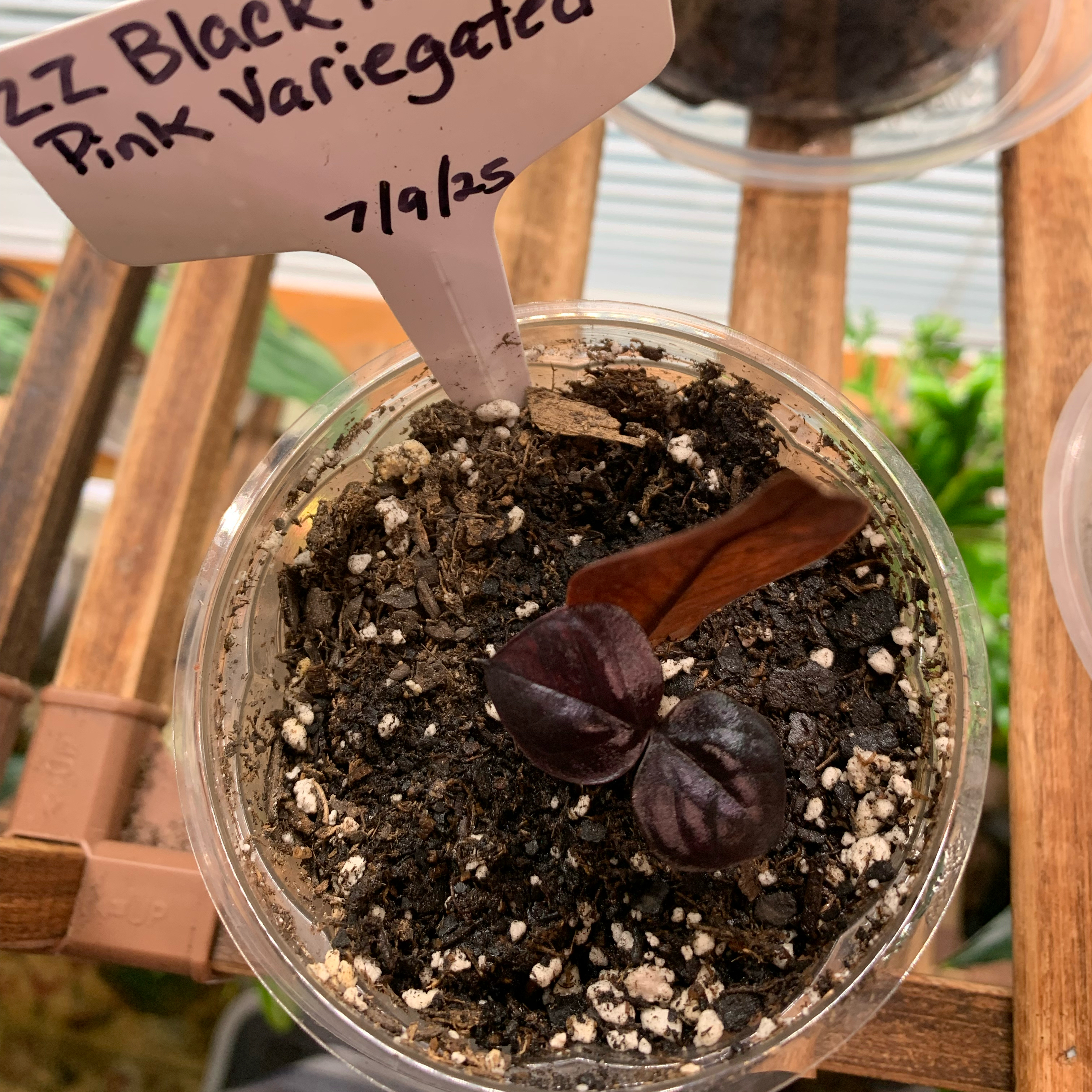 How to Care for Pink Raven ZZ Plant: Mastering Water, Sunlight & More