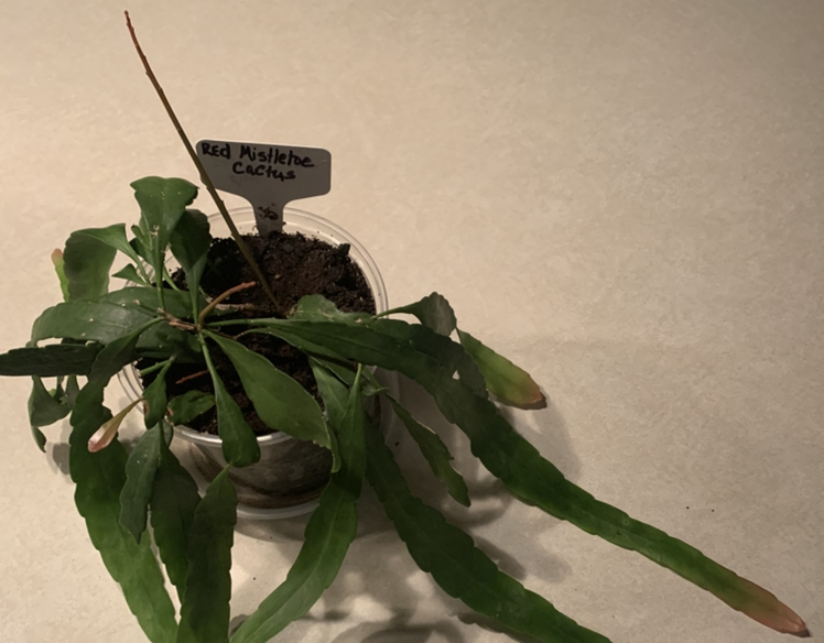 Photo of the plant species Red Mistletoe Cactus by @CourtlyKingfern named Kiss 💋 on Greg, the plant care app