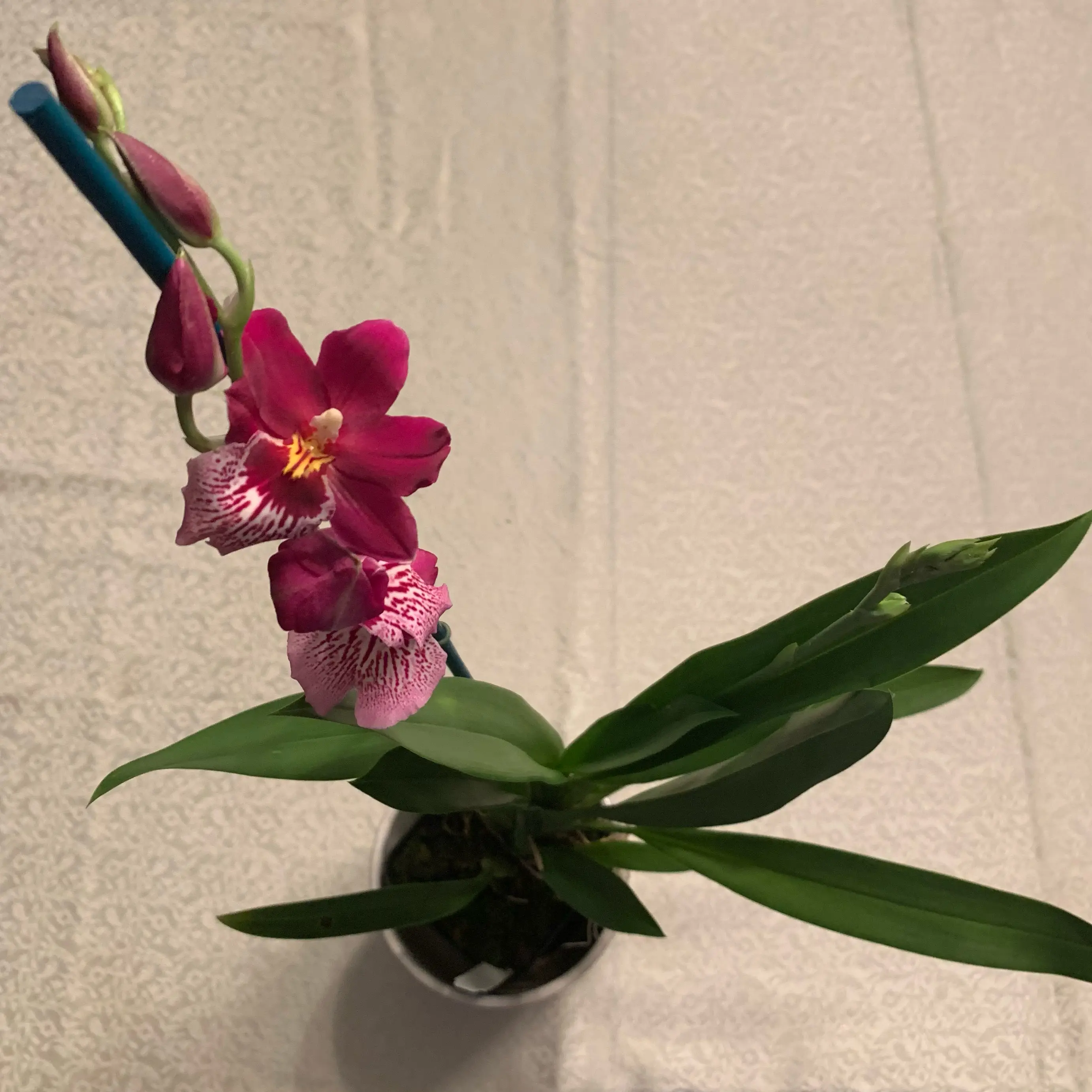 Photo of the plant species Odontoglossum 'Joy' by @CourtlyKingfern named “Vivid”- Oncidopsis Onilicious on Greg, the plant care app