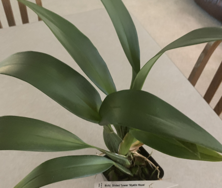 Photo of the plant species Pink Odontoglossum by @CourtlyKingfern named Gilded Tower “Mystic Maze” on Greg, the plant care app