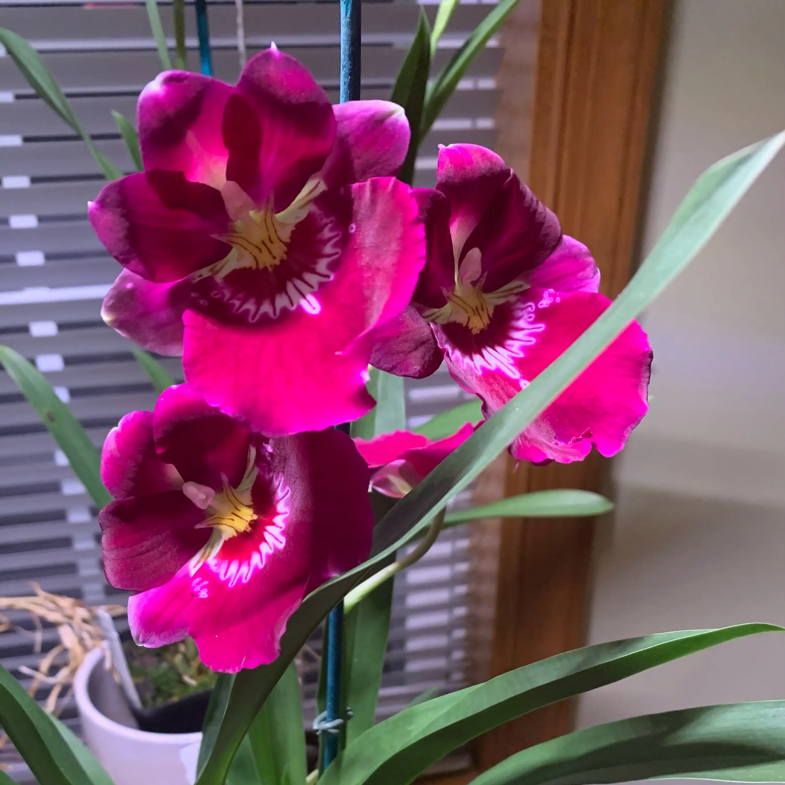 Photo of the plant species Miltoniopsis by @CourtlyKingfern named Bert Field - “Leash” on Greg, the plant care app