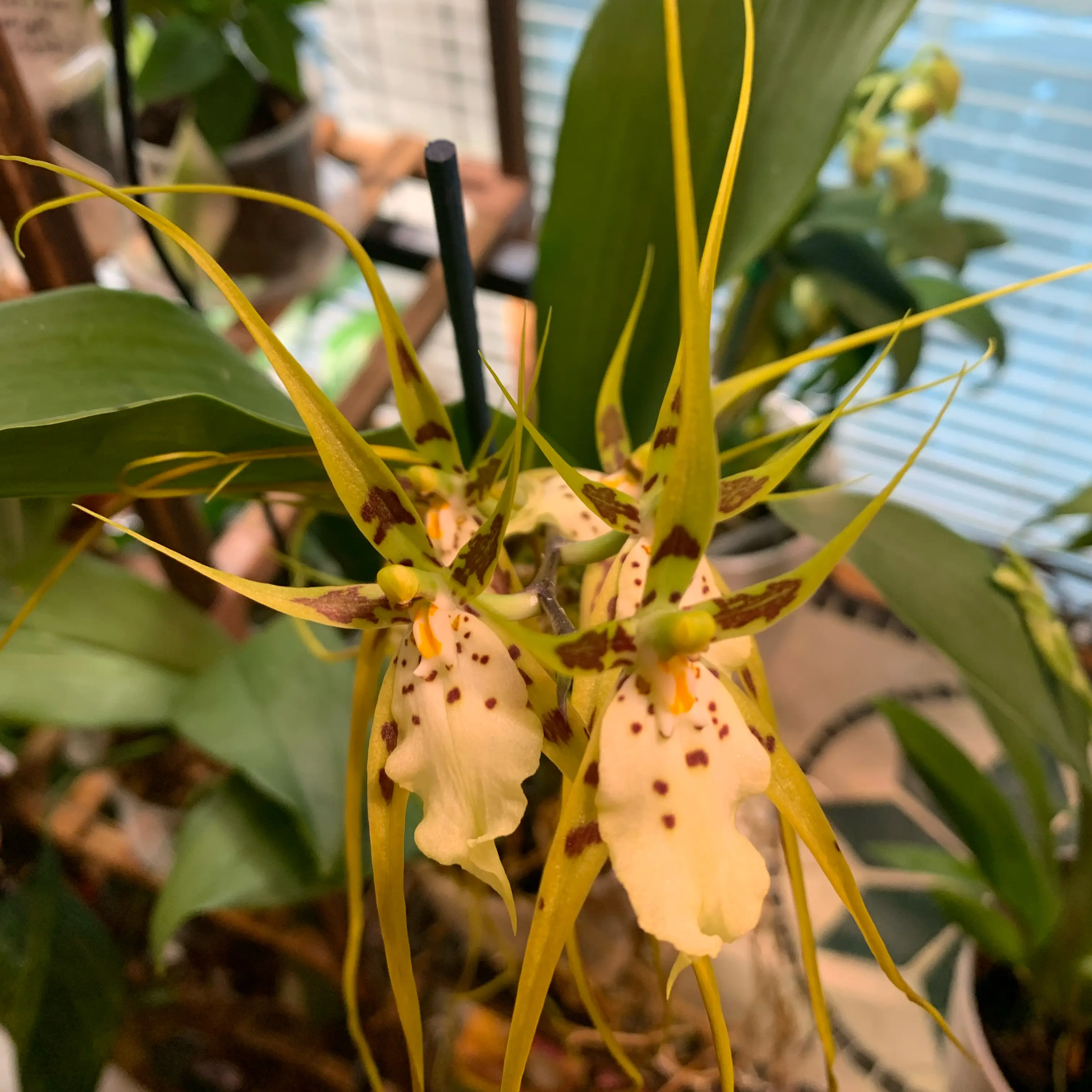 Photo of the plant species Yellow Odontoglossum by @CourtlyKingfern named Brassia “Aunty Diana “ Milika on Greg, the plant care app