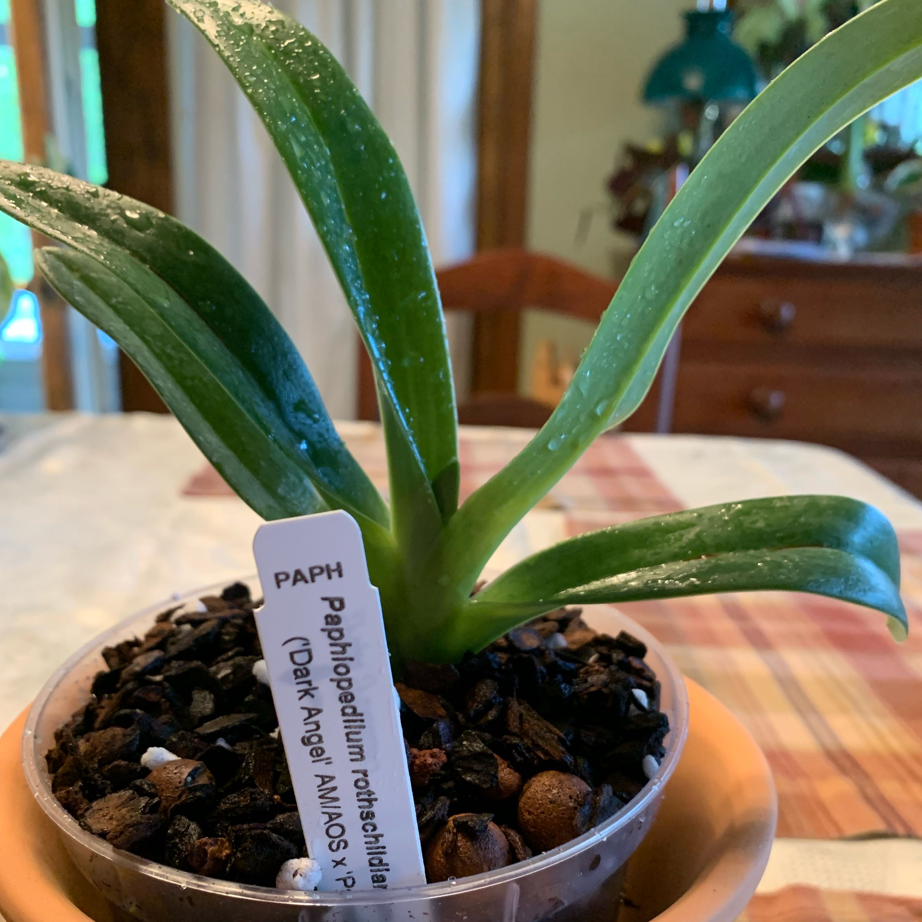 Photo of the plant species ('Dark Angel' AM/AOS x 'Paradise Lost' AM/AOS) by @CourtlyKingfern named Paphlopedilum rothschildianum on Greg, the plant care app