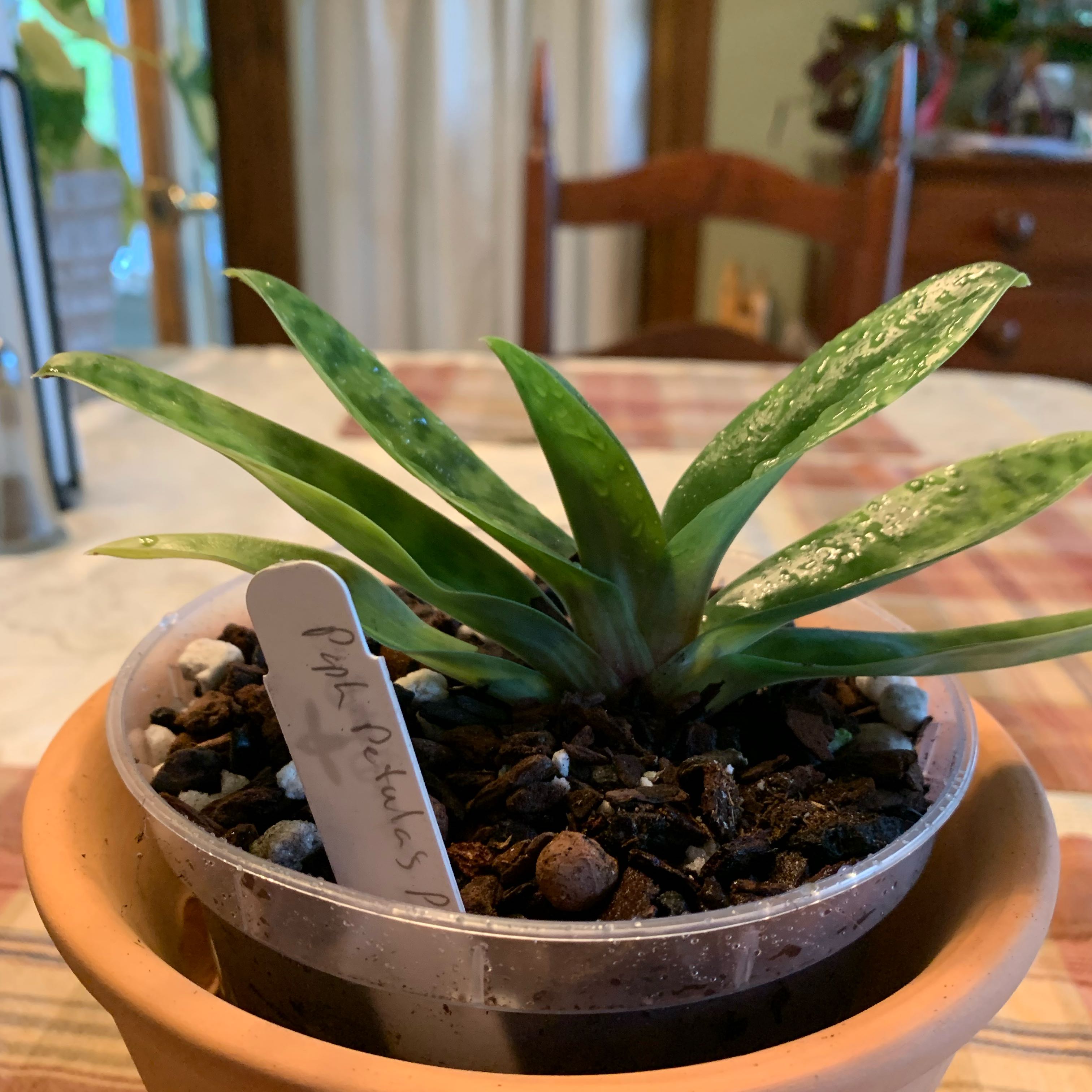 Photo of the plant species Paphiopedilum callosum Orchid by @CourtlyKingfern named Petula's Paradise on Greg, the plant care app