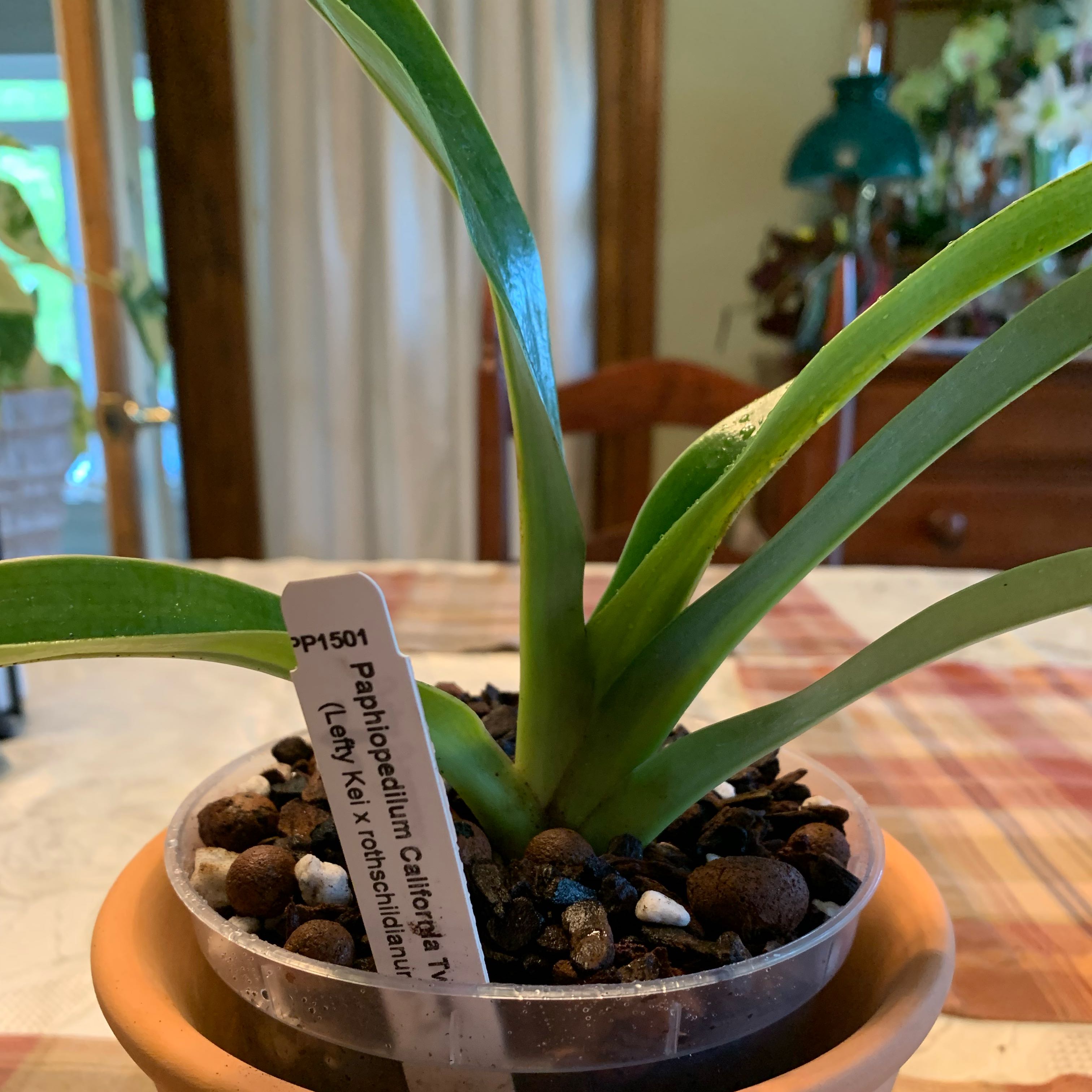 Photo of the plant species Paphiopedilum California Twist by @CourtlyKingfern named Lefty Kei -rothschildianum on Greg, the plant care app