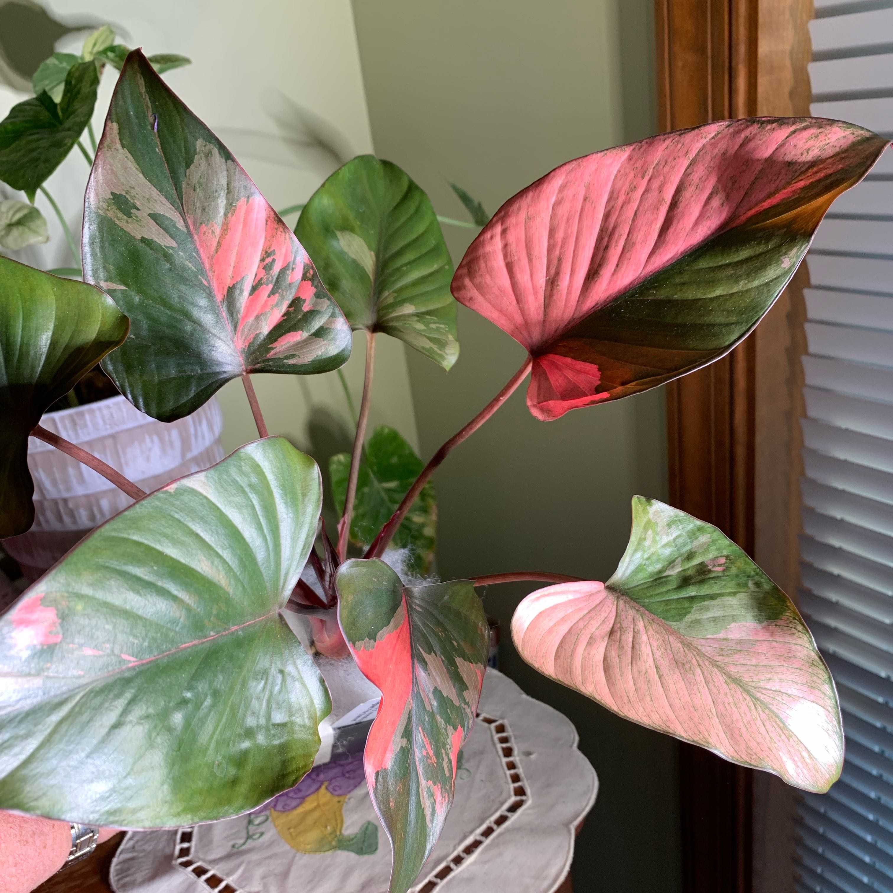 Photo of the plant species Variegated Homalomena by @CourtlyKingfern named Pink Diamond on Greg, the plant care app