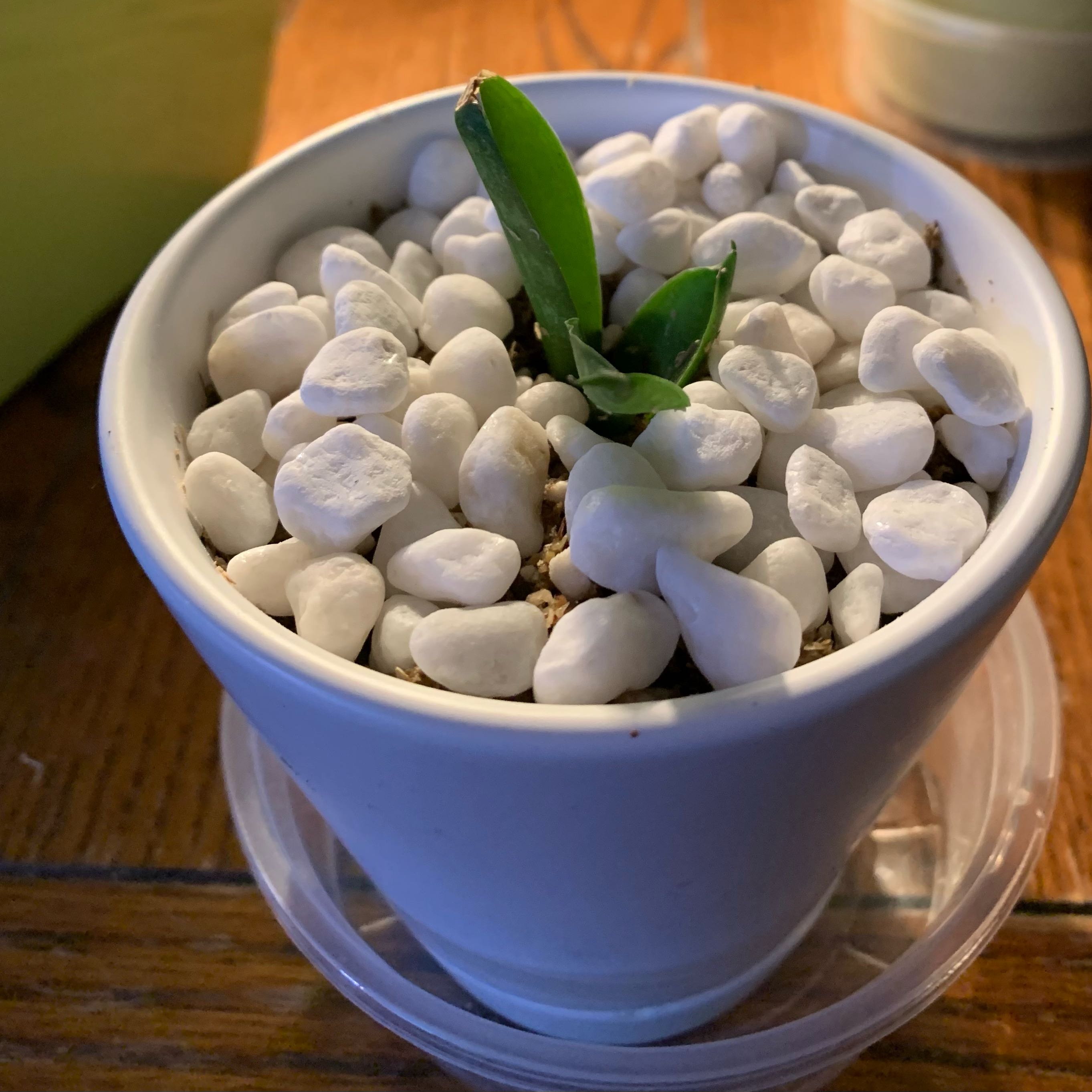 Plant care for Vitis Labrusca on Greg, the plant care app