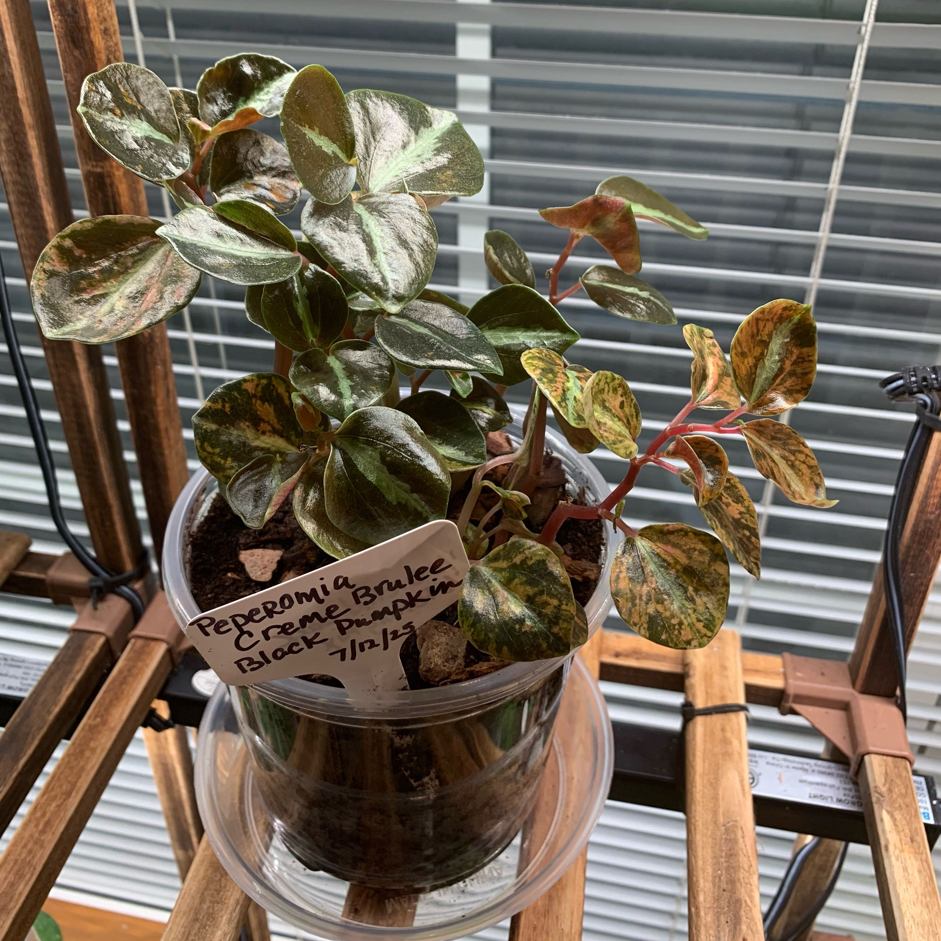Photo of the plant species Peperomia caperata 'Creme Brulee' by @CourtlyKingfern named Black Pumpkin on Greg, the plant care app
