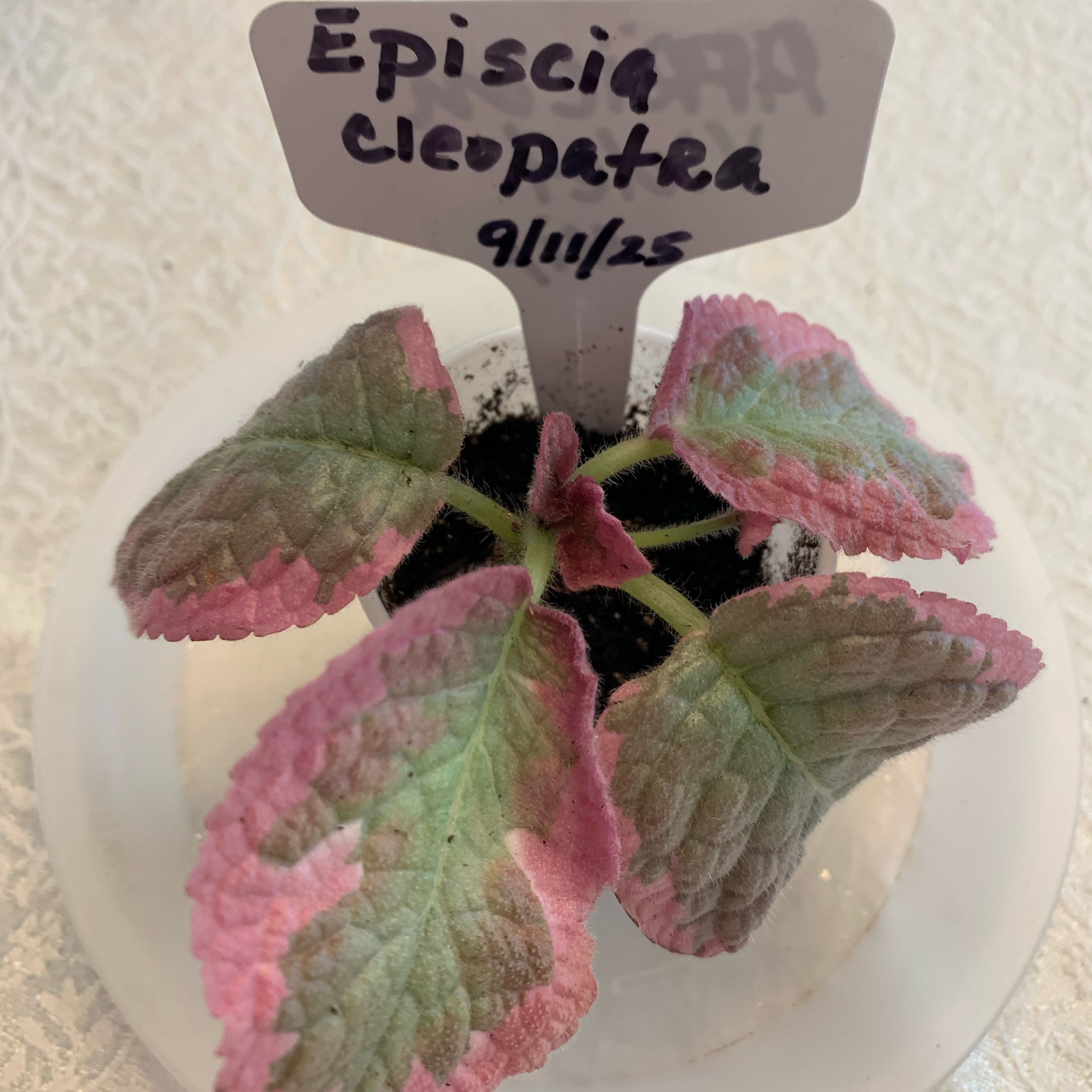 Photo of the plant species Episcia 'Cleopatra' by @CourtlyKingfern named Cleopatra on Greg, the plant care app