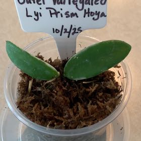 Photo of the plant species Hoya lyi 'Prism' by @CourtlyKingfern named Lyi Prism Variegated outer on Greg, the plant care app