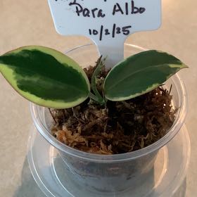 Photo of the plant species Hoya 'Para Albo' by @CourtlyKingfern named SP Para Albo on Greg, the plant care app