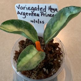 Photo of the plant species Hoya Argentea Princess by @CourtlyKingfern named Argentea on Greg, the plant care app