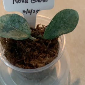 Photo of the plant species Grey Ghost Hoya Carnosa by @CourtlyKingfern named Nova Ghost on Greg, the plant care app