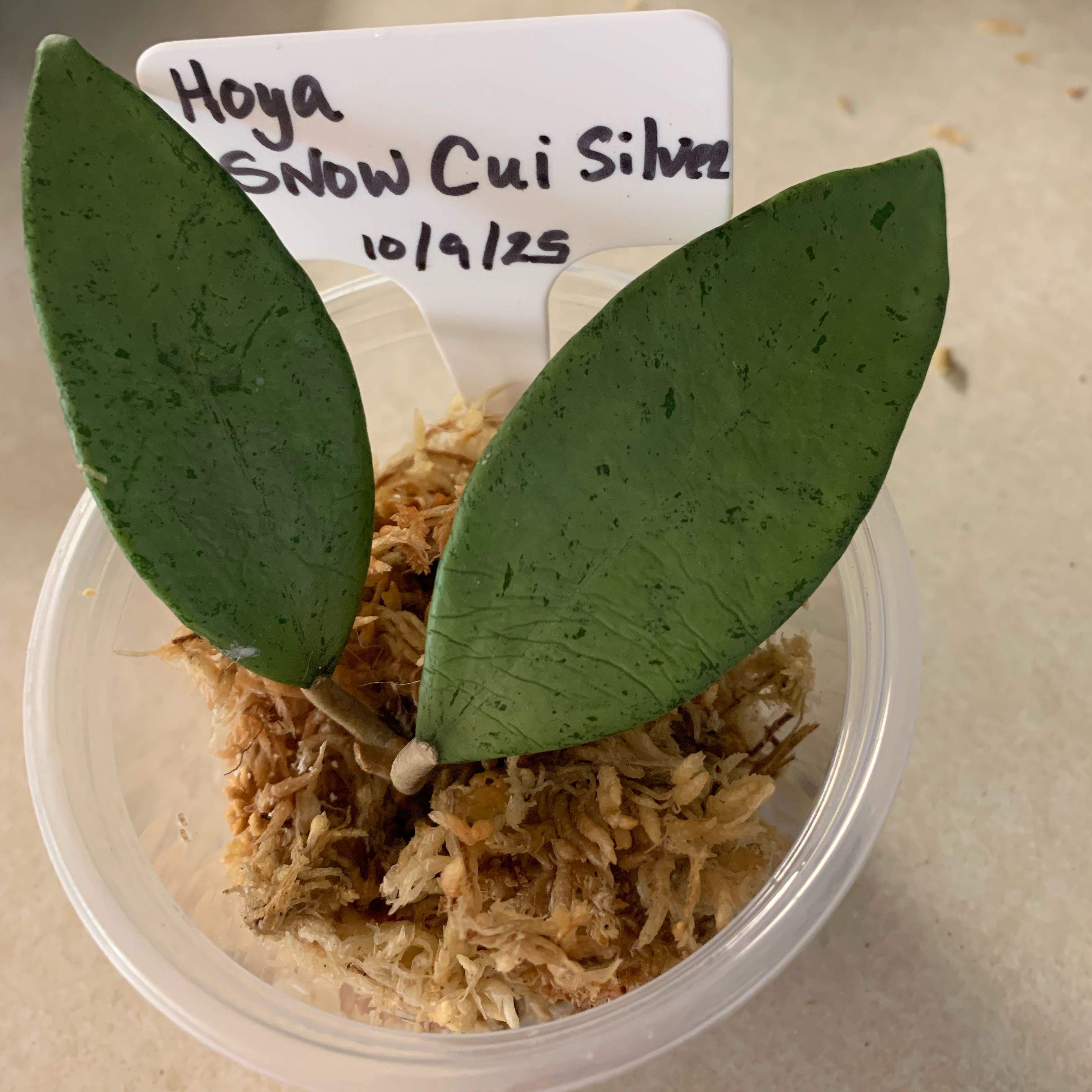Photo of the plant species Hoya Silver by @CourtlyKingfern named Snow Cui Silver on Greg, the plant care app