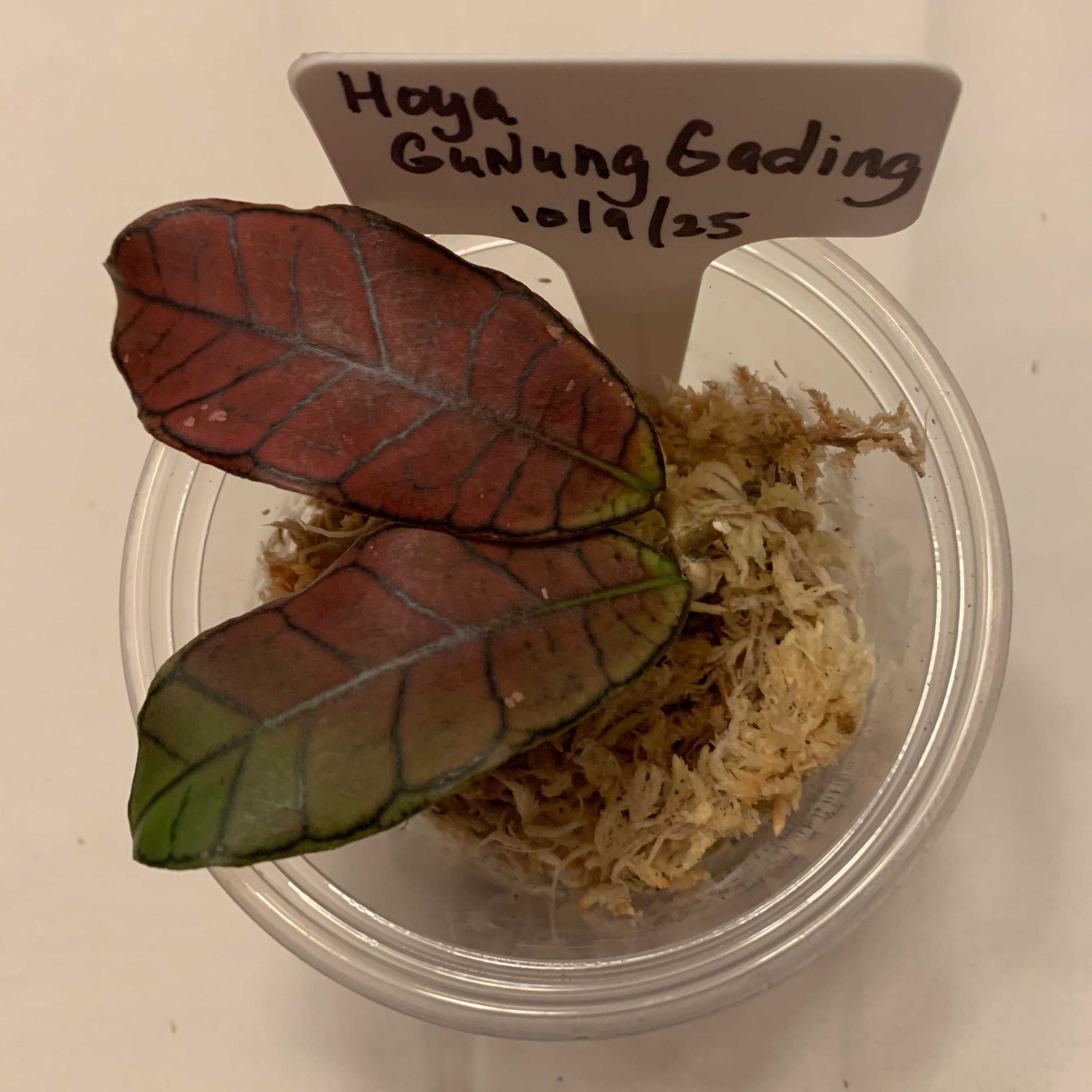 Photo of the plant species Hoya Gangung Gading by @CourtlyKingfern named Gunung Gading on Greg, the plant care app