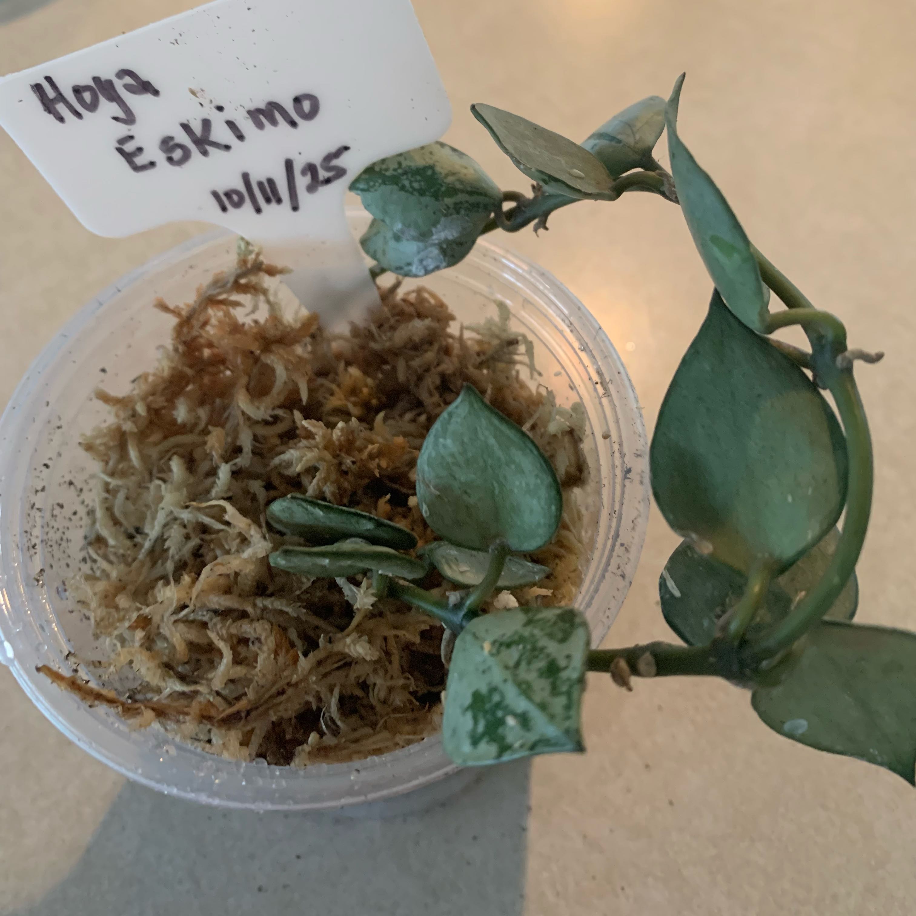 Photo of the plant species Hoya 'Eskimo' by @CourtlyKingfern named Eskimo on Greg, the plant care app