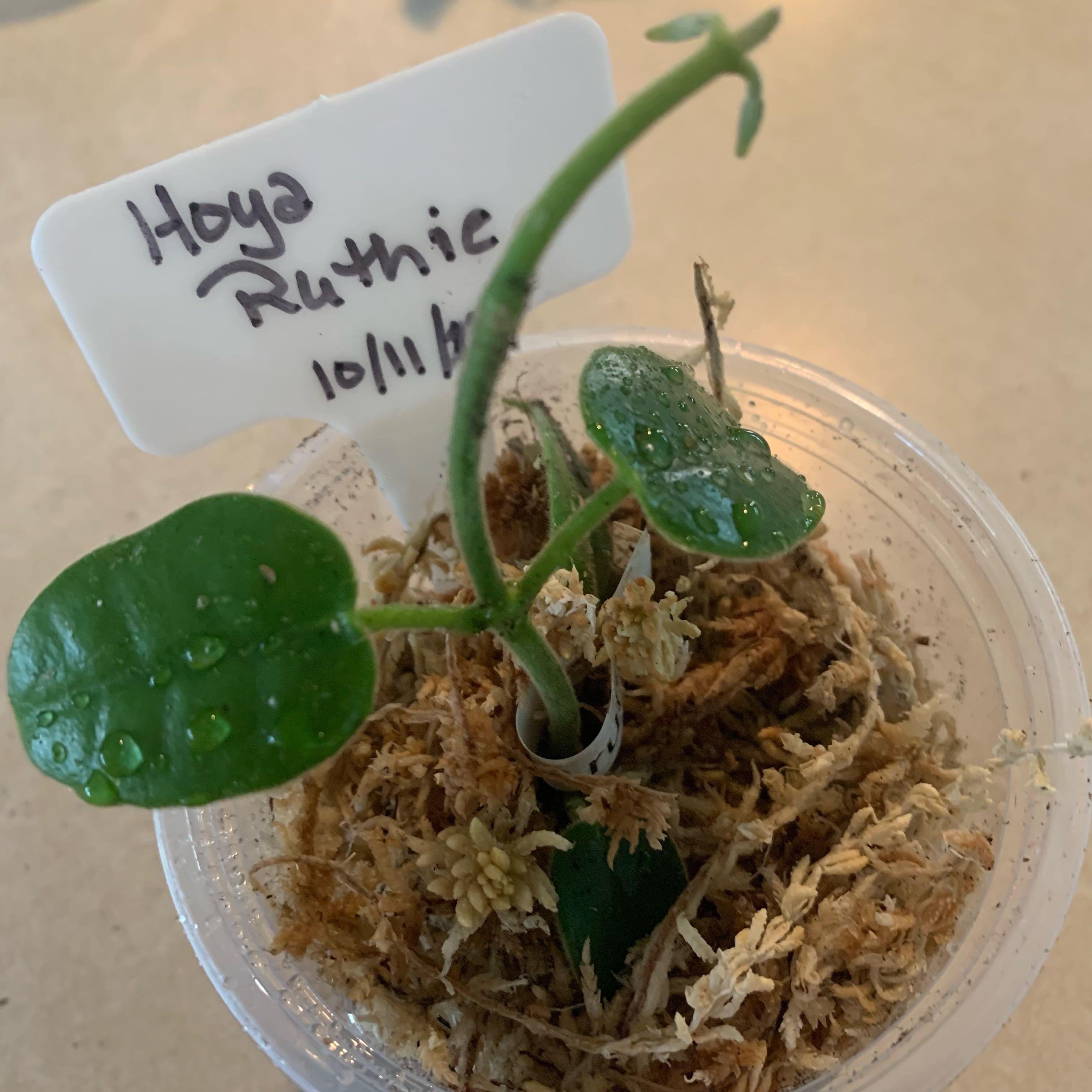 Photo of the plant species Hoya 'Ruthie' by @CourtlyKingfern named Ruthie on Greg, the plant care app