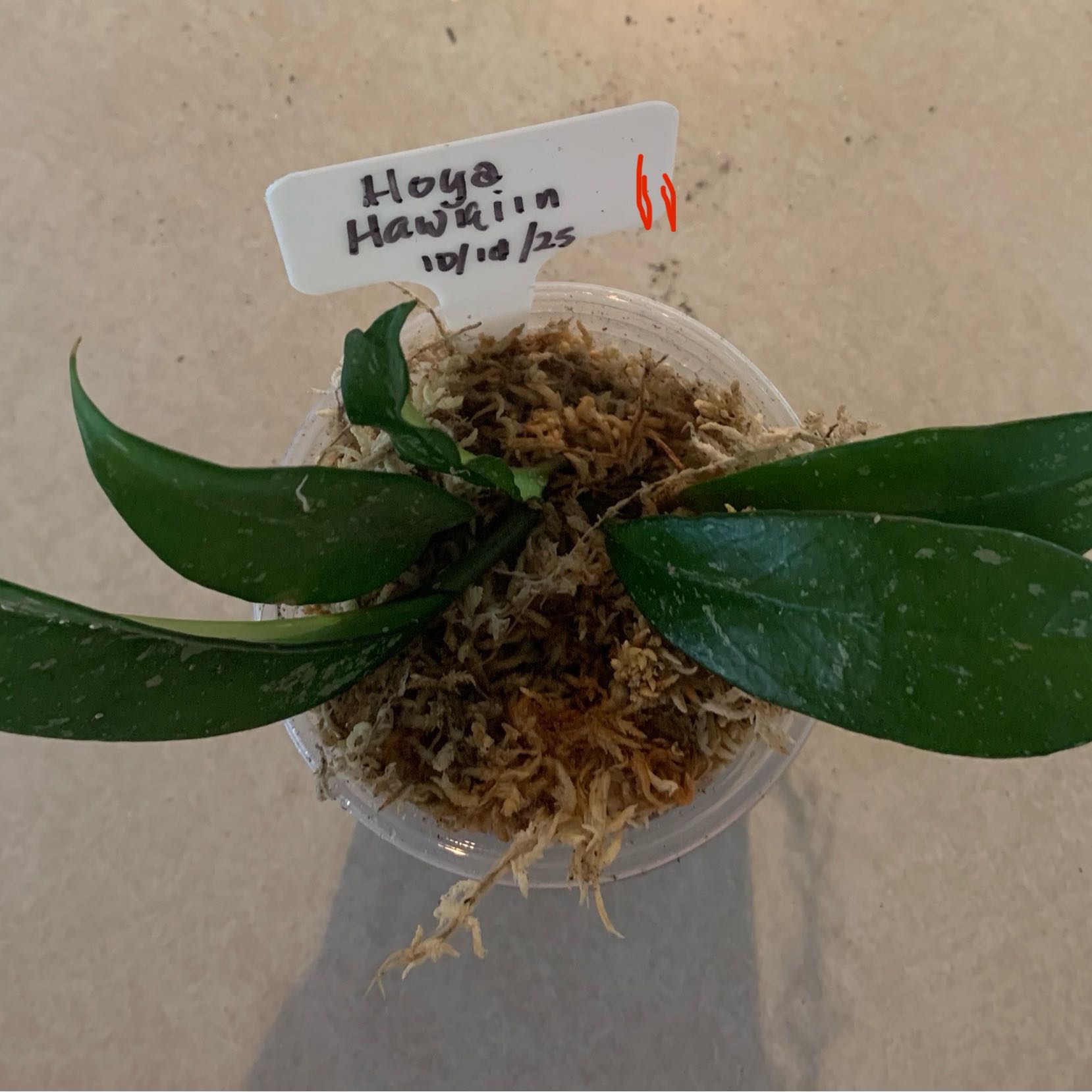 Photo of the plant species Hoya publicalyx 'Royal Hawaiian Purple' by @CourtlyKingfern named Hawaiian #1 on Greg, the plant care app