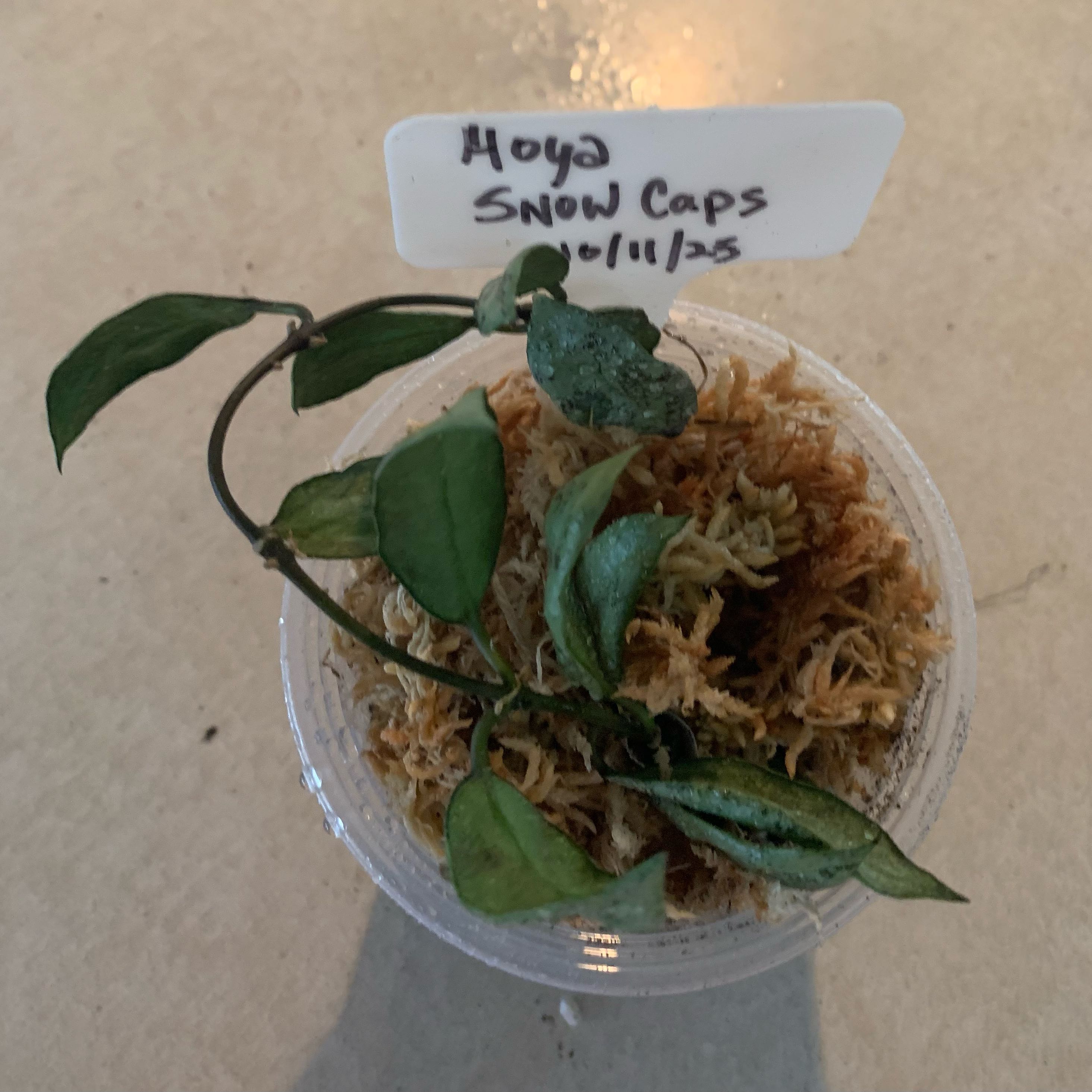 Photo of the plant species Snow Caps Hoya Lacunosa by @CourtlyKingfern named Snow Caps on Greg, the plant care app
