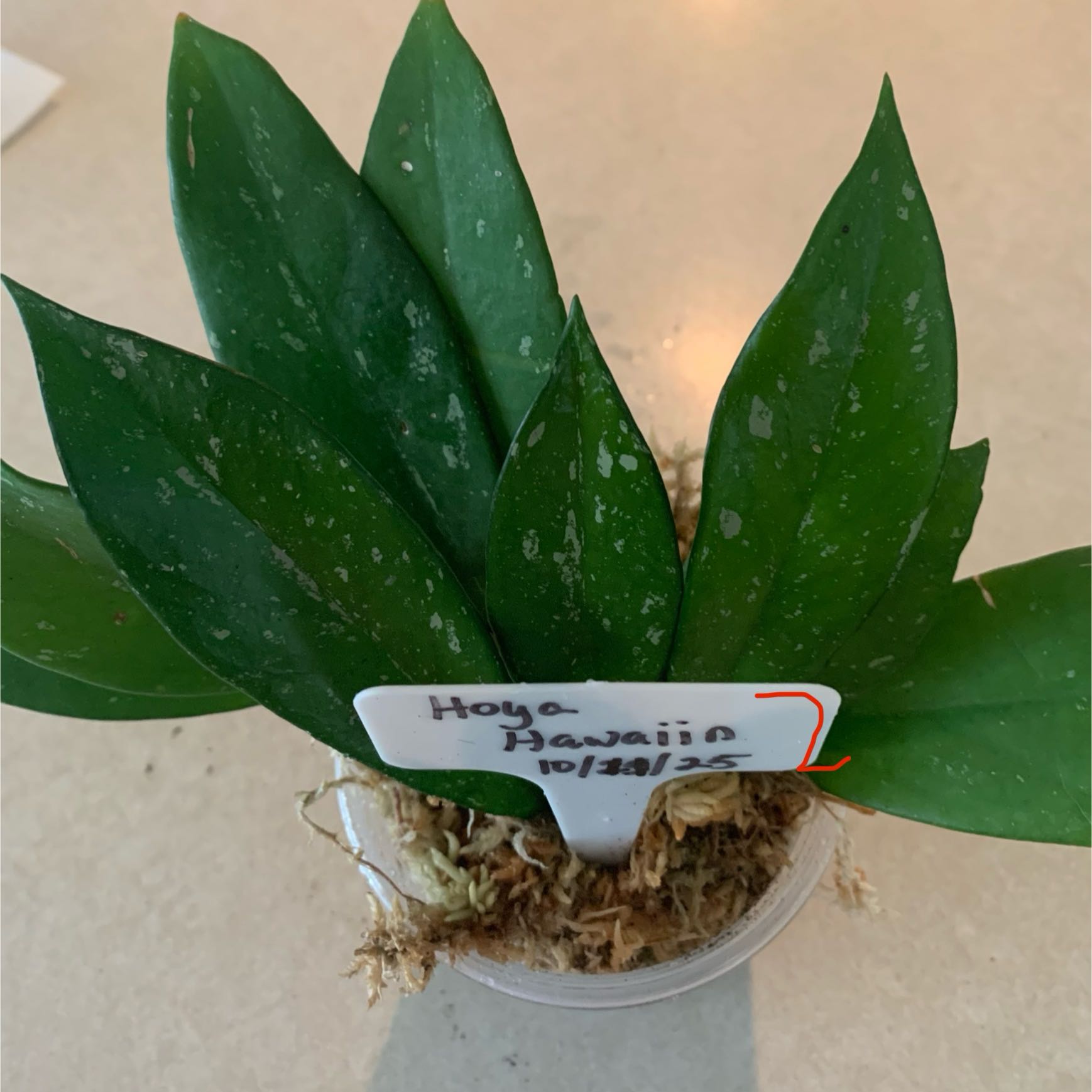 Photo of the plant species Hoya publicalyx 'Royal Hawaiian Purple' by @CourtlyKingfern named Hawaiian #2 Purple on Greg, the plant care app