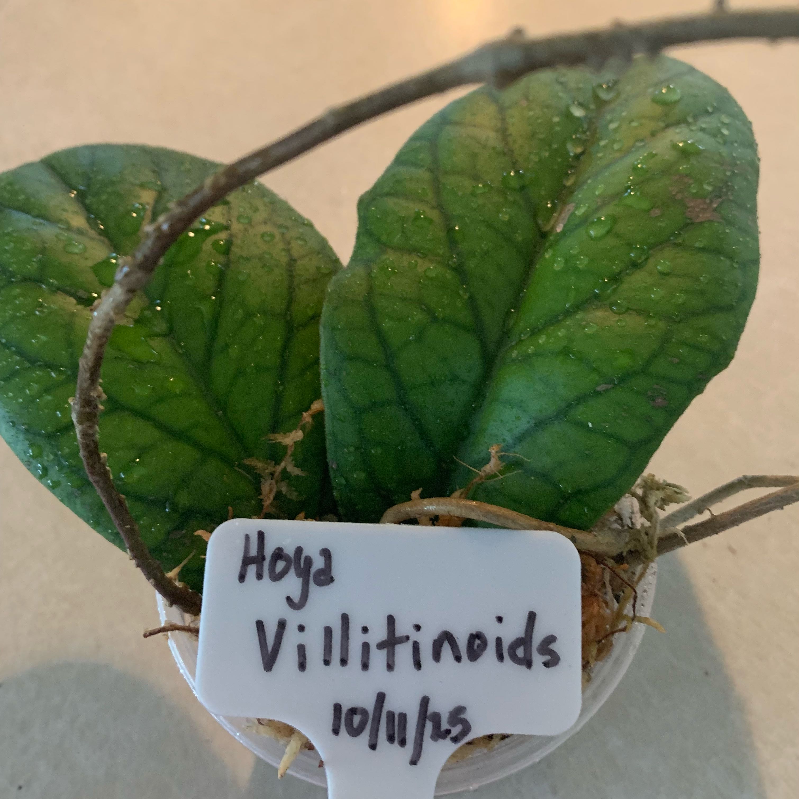 Photo of the plant species Hoya vitellinoides by @CourtlyKingfern named Villitinoides on Greg, the plant care app