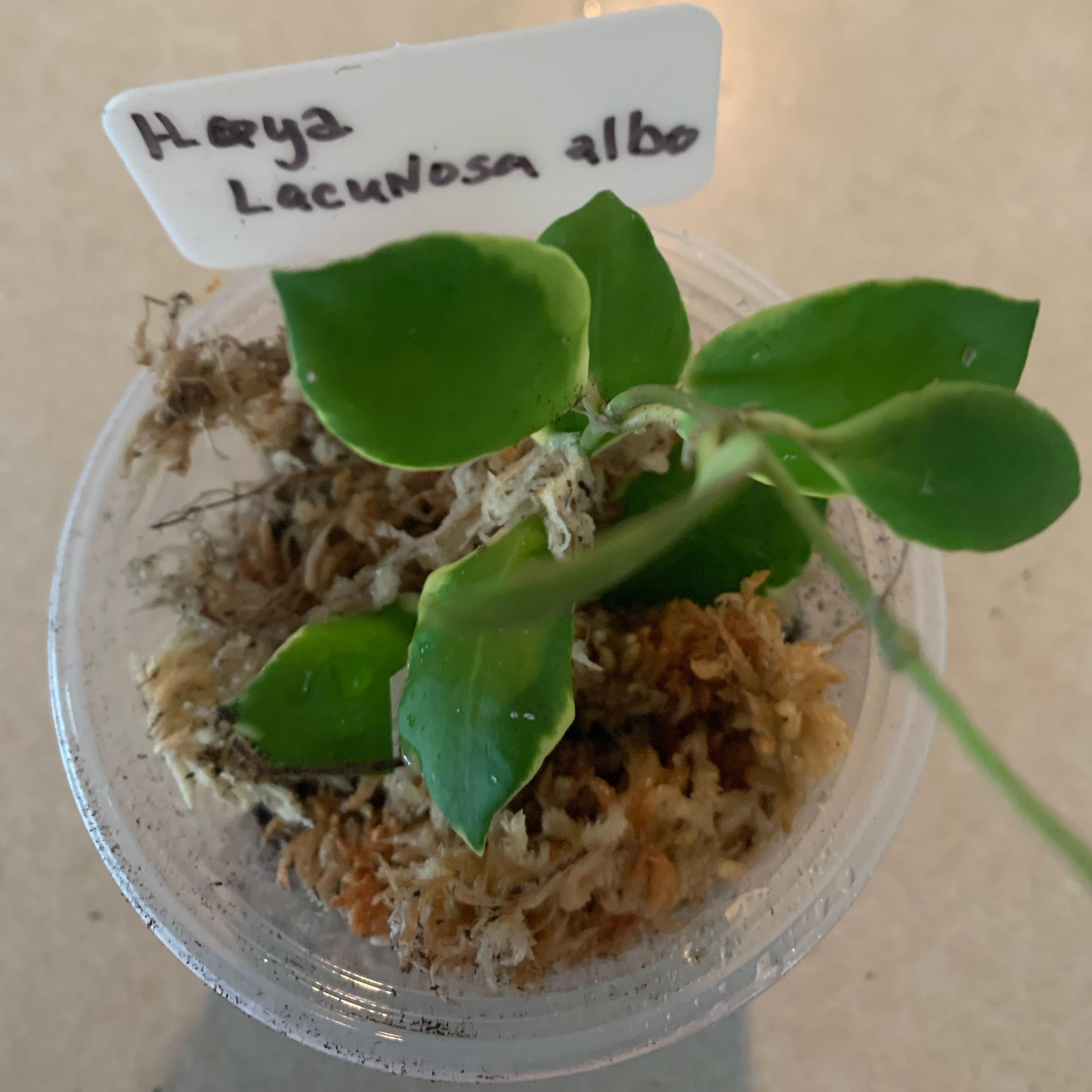 Photo of the plant species Hoya 'Lacunosa Album' by @CourtlyKingfern named Lacunosa Albo on Greg, the plant care app
