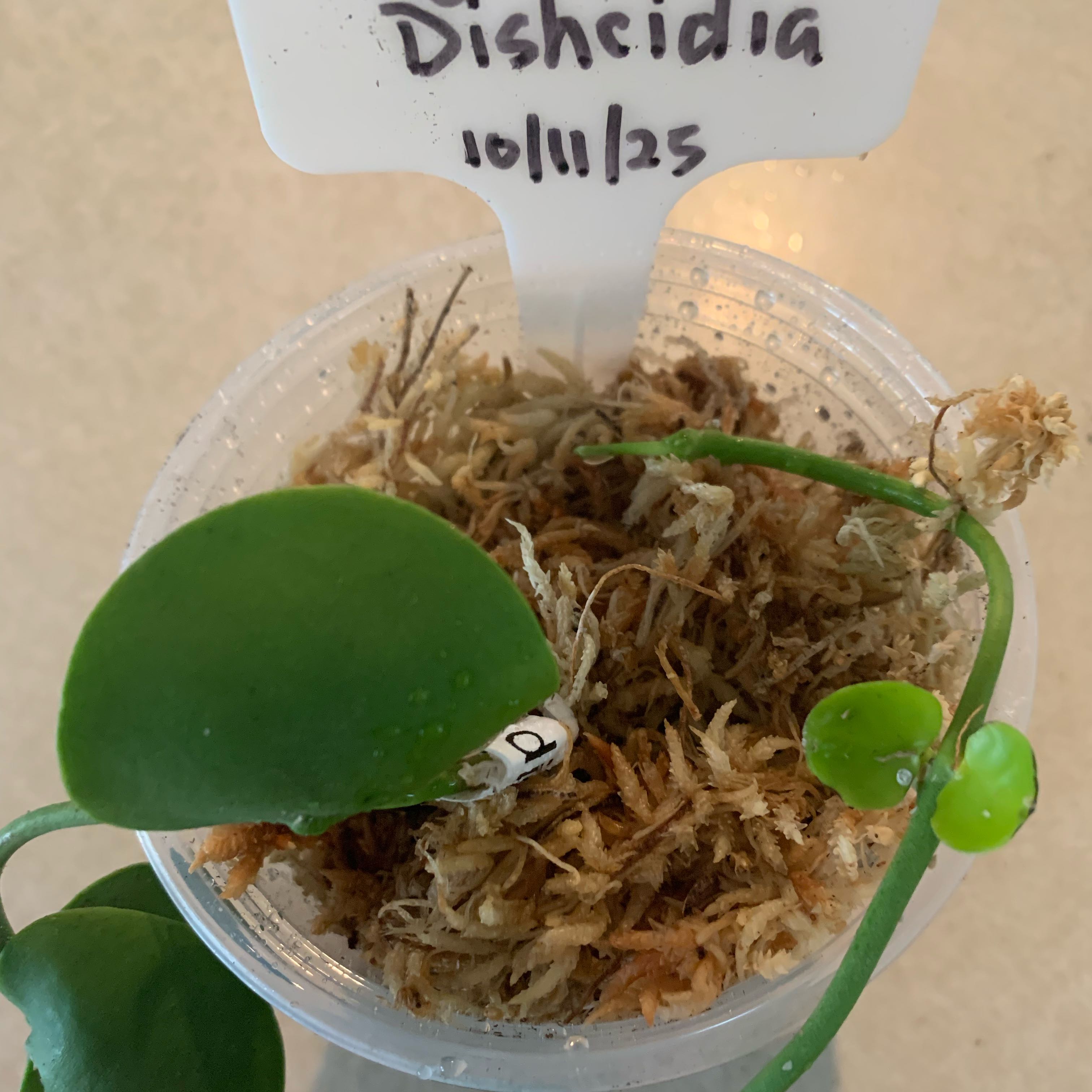 Photo of the plant species Dischidia astephana by @CourtlyKingfern named Sonny on Greg, the plant care app