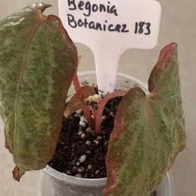 Photo of the plant species Begonia ‘Botanicaz 56v.1' by @CourtlyKingfern named Botanicaz 183 on Greg, the plant care app