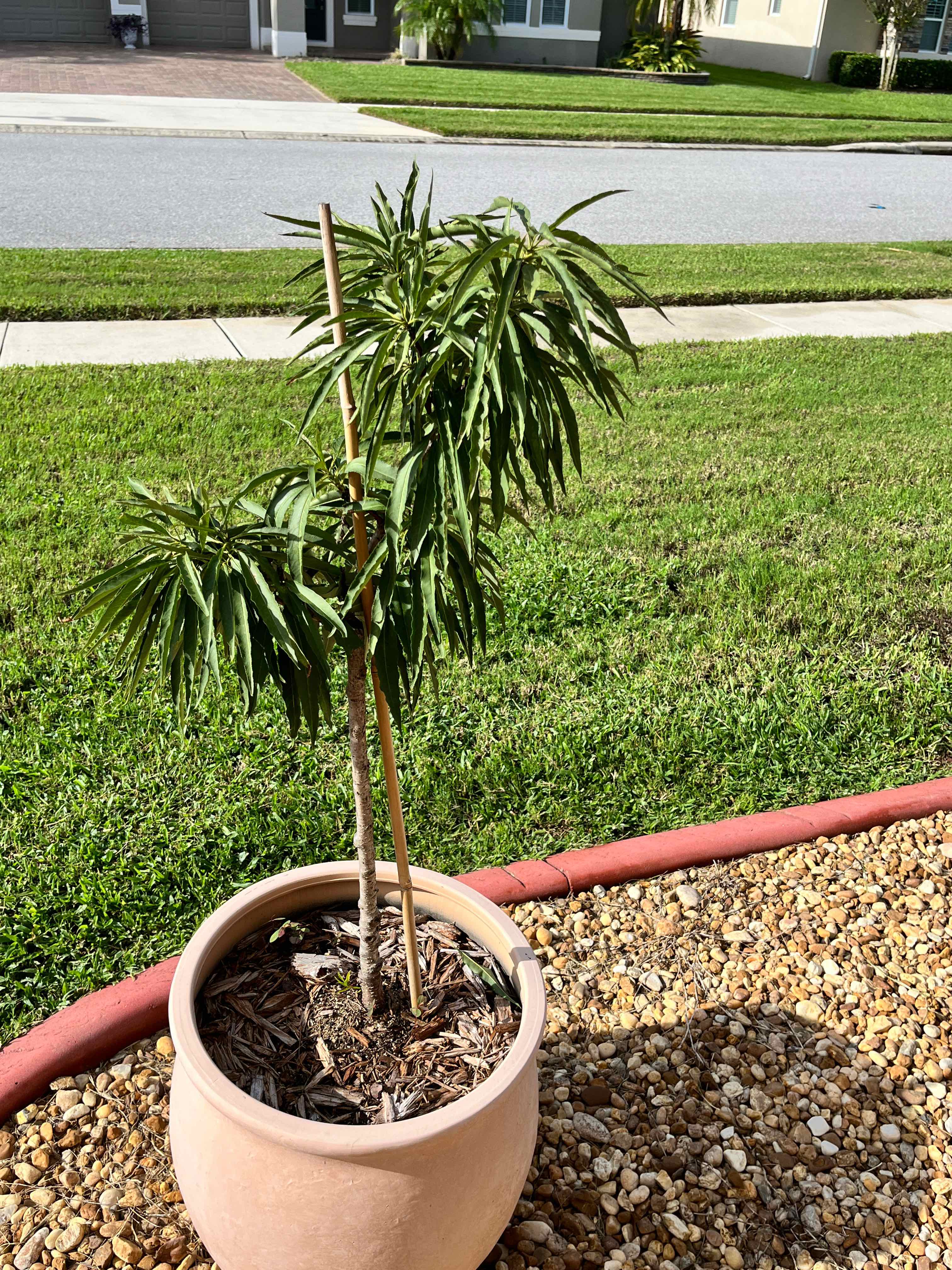 Photo of the plant species Bonanza Patio Peach Tree by @SeasonedKoa named Eva on Greg, the plant care app