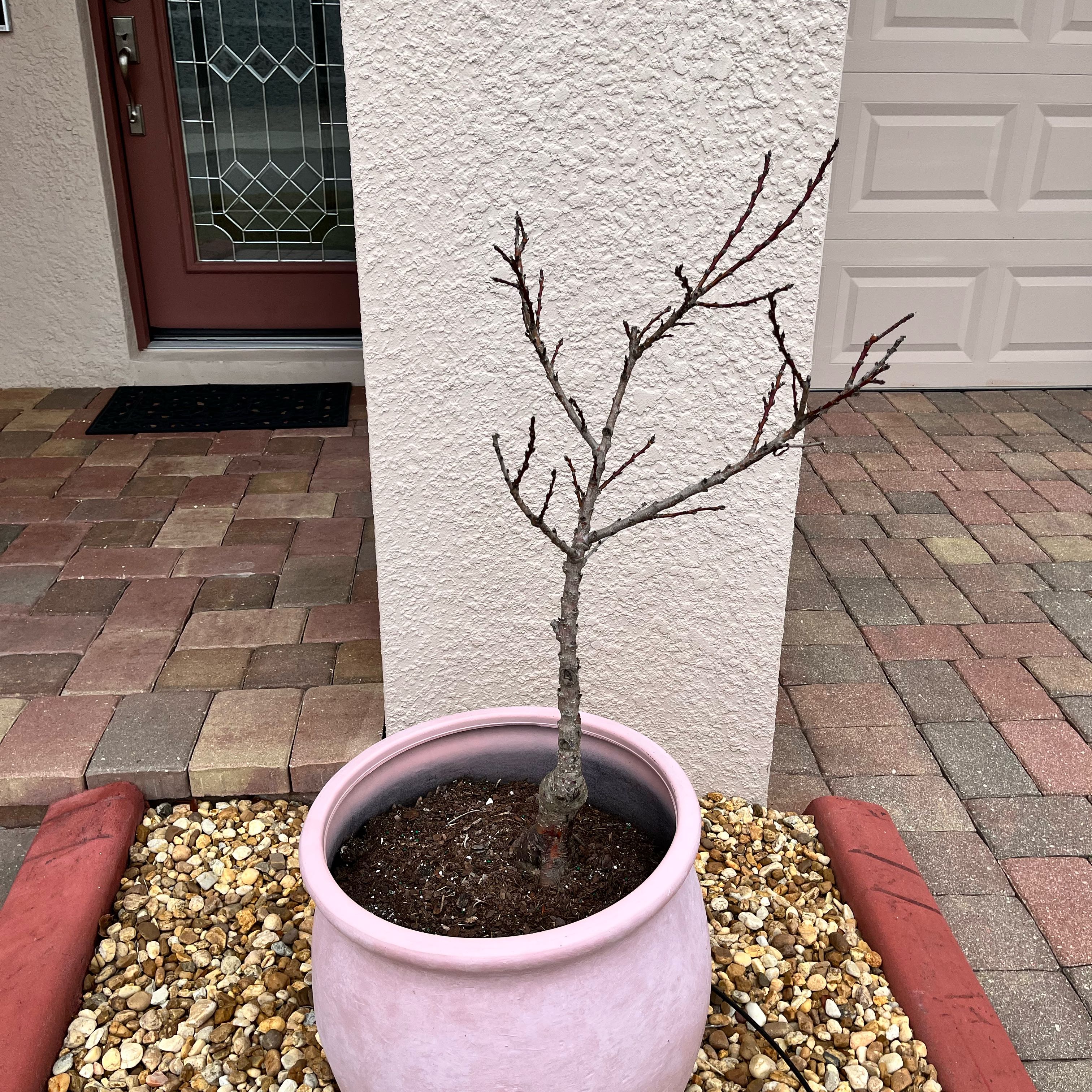 Photo of the plant species Crimson Bonfire Peach by @SeasonedKoa named Keanu Leaves on Greg, the plant care app