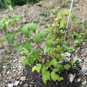 Photo of the plant species European Red Raspberry by @BuddingGoatweed named Aristotle on Greg, the plant care app