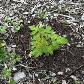 Photo of the plant species European Red Raspberry by @BuddingGoatweed named Mochi on Greg, the plant care app