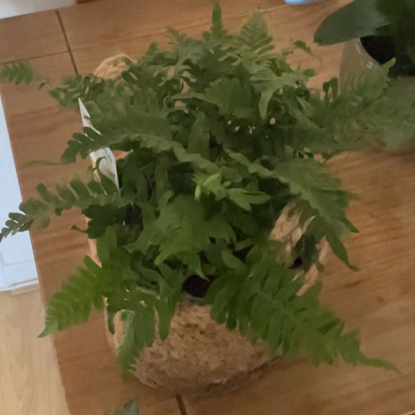 Photo of the plant species Common Polypody by @AtypicalRedcap named Planty on Greg, the plant care app