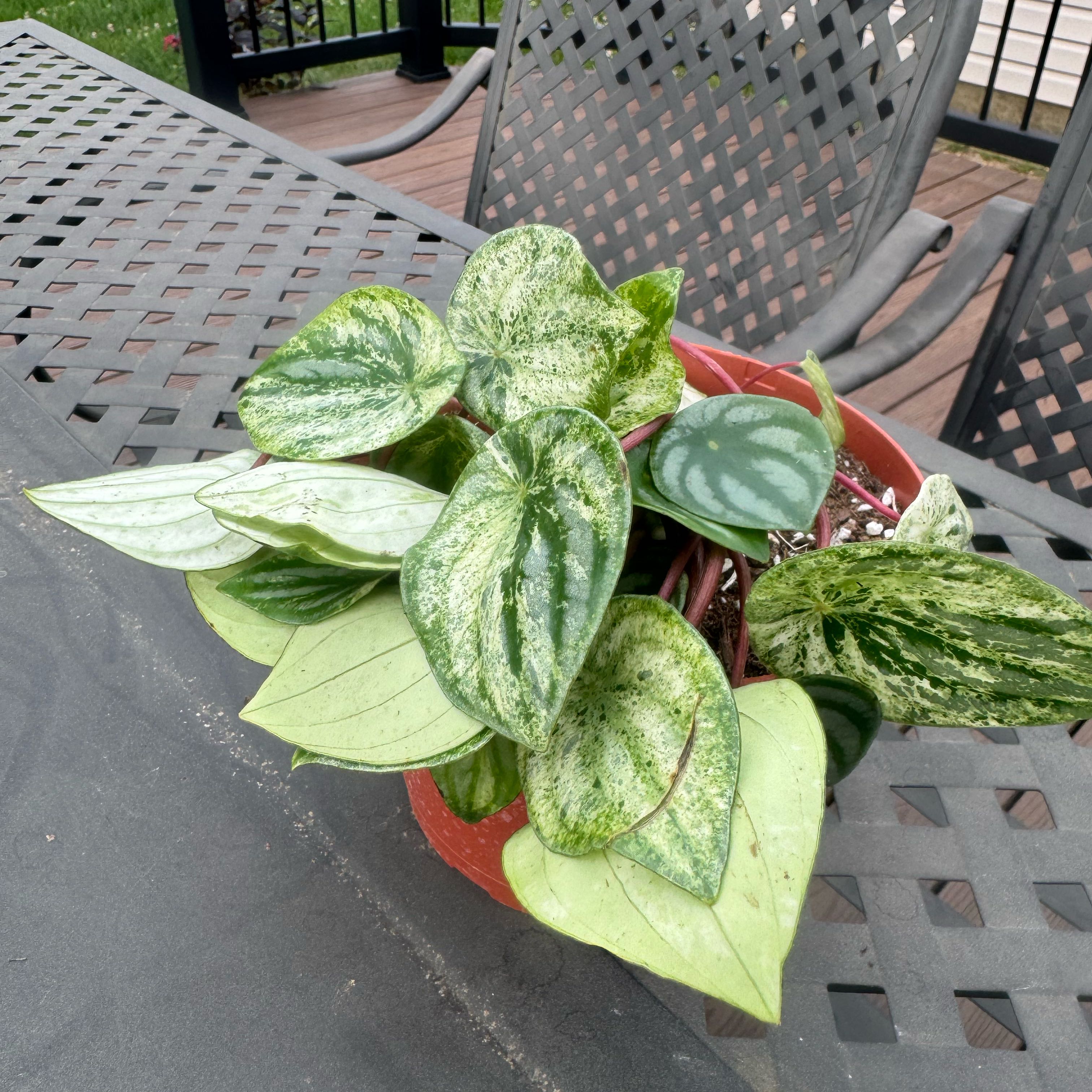 Photo of the plant species Variegated Watermelon Peperomia by Sophia named Bodhi on Greg, the plant care app