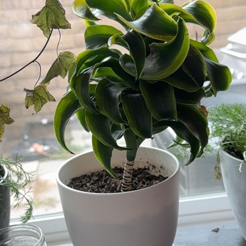 Dracaena 'Tornado' plant in a white pot with vibrant green leaves.