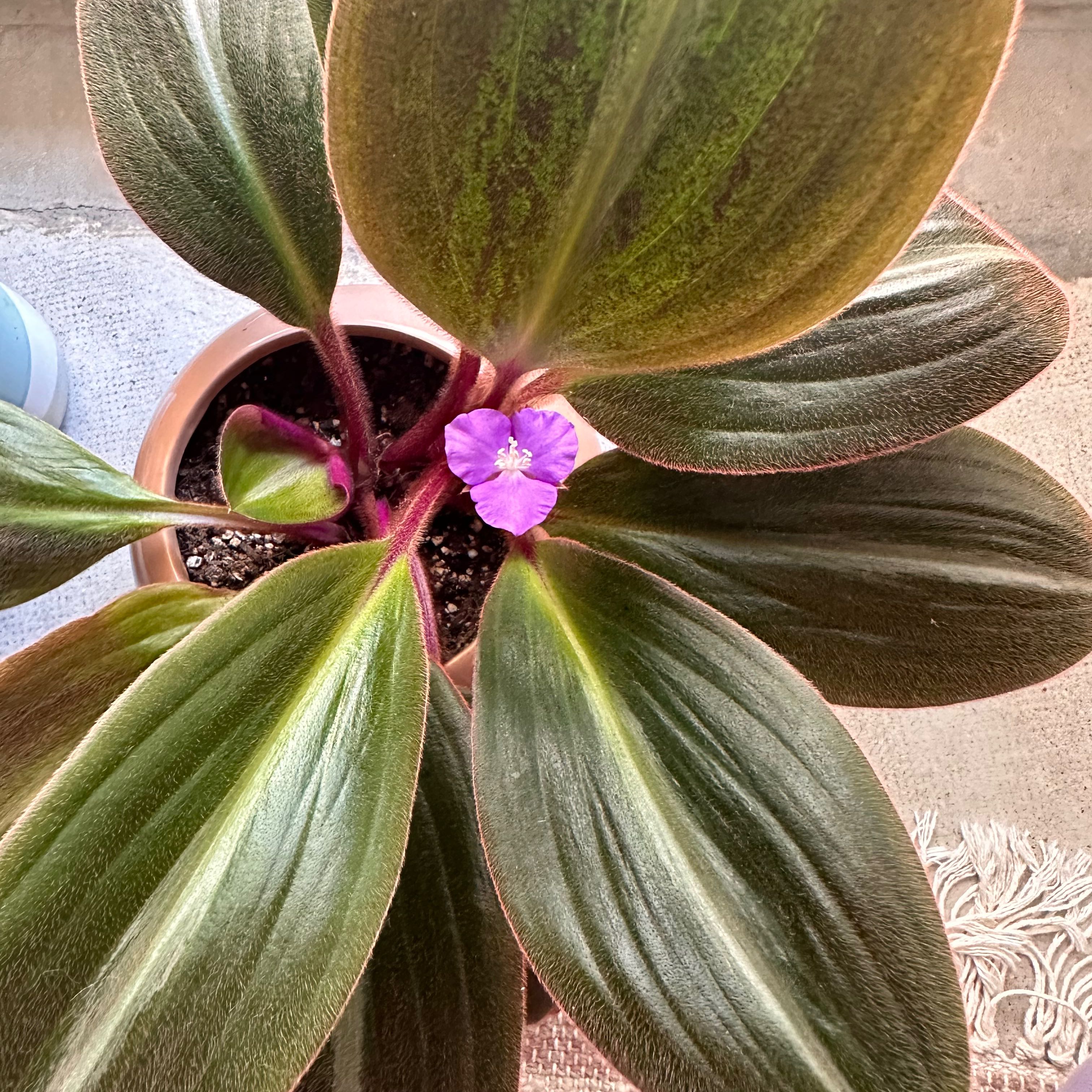 Photo of the plant species Brown Spiderwort by @EKJS named Bear Ears on Greg, the plant care app