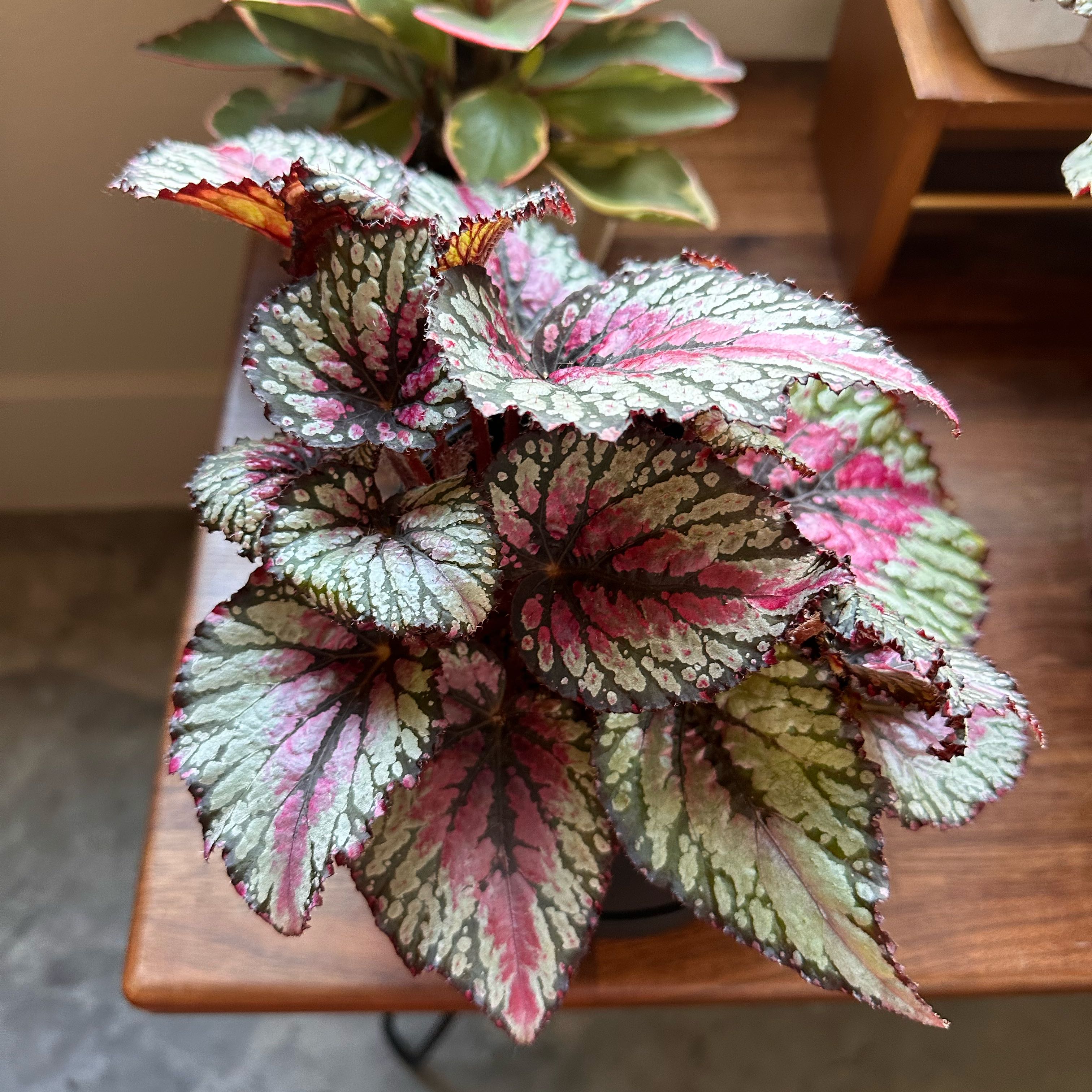 Photo of the plant species Jurassic Pink Splash Begonia by @EKJS named Pink Splash on Greg, the plant care app