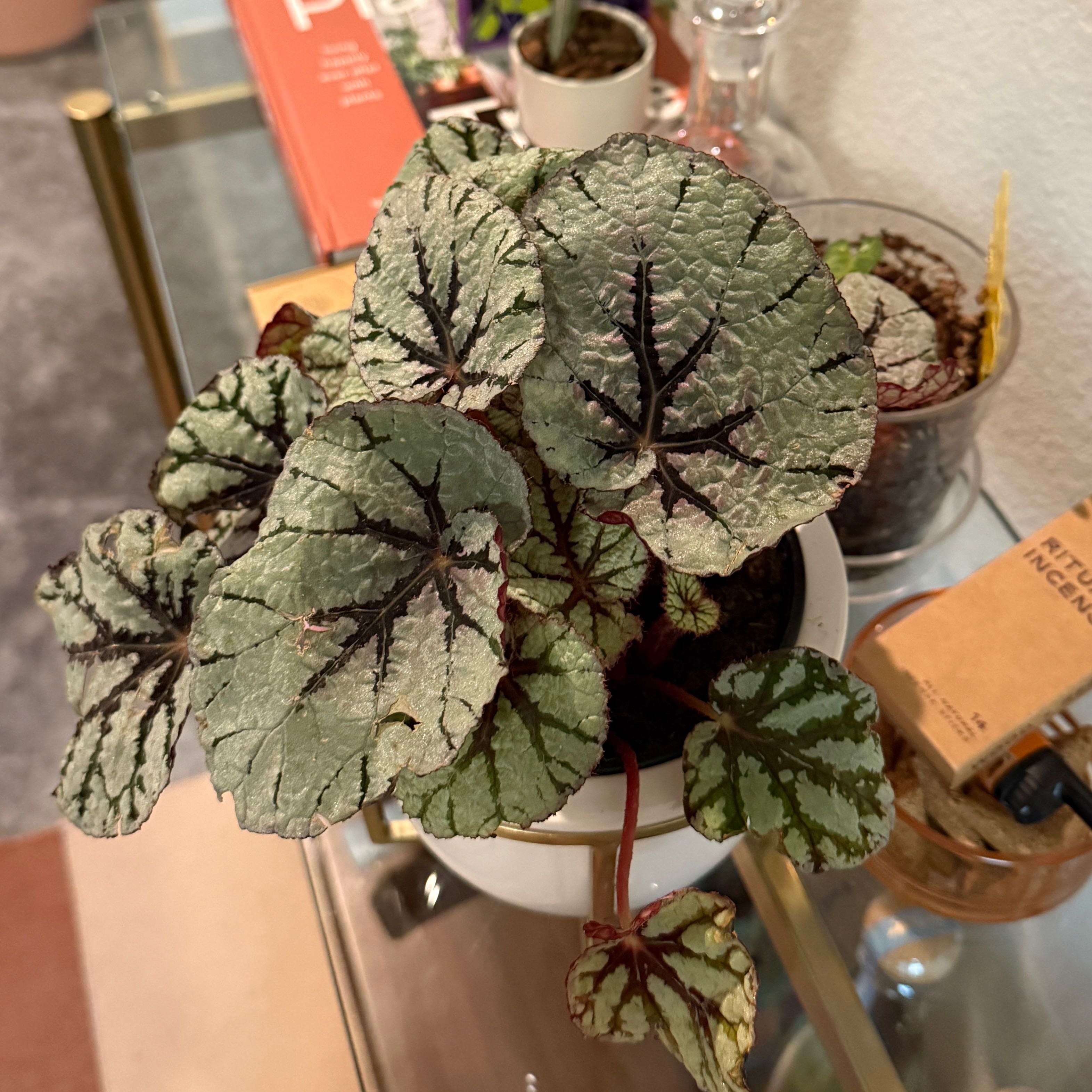 Photo of the plant species Rex Begonia, mint chocolate chip by @EKJS named Mint Chip on Greg, the plant care app