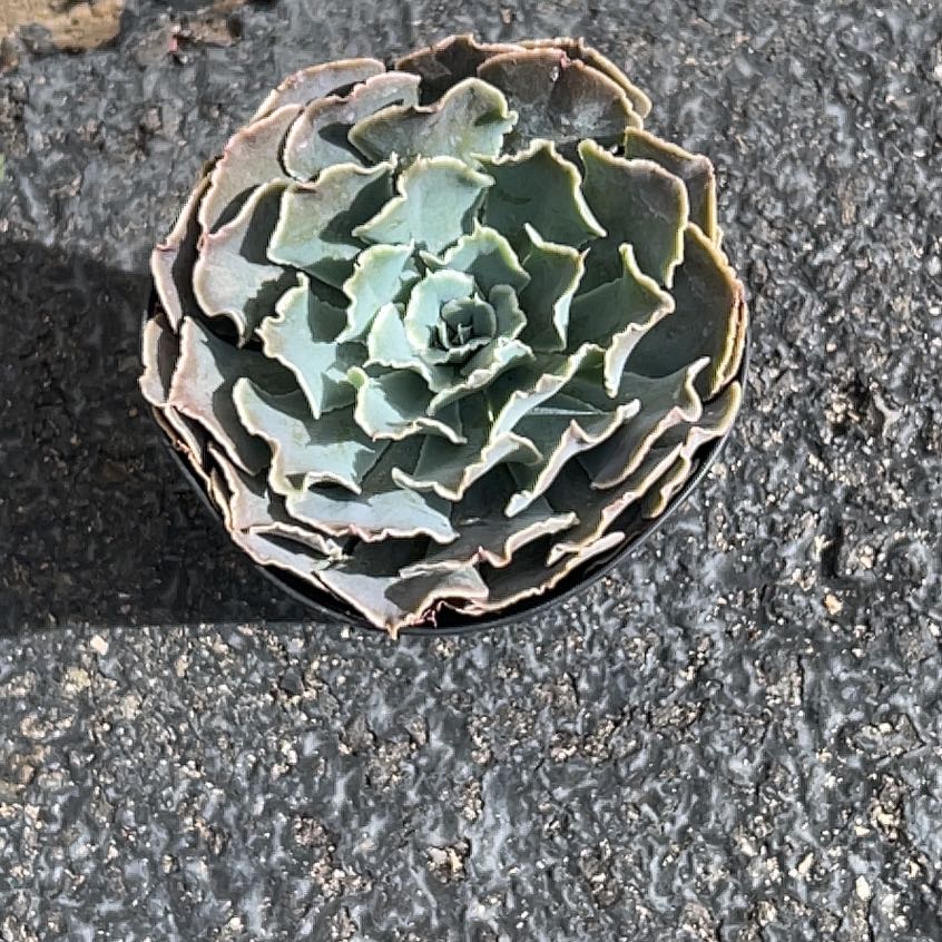 Photo of the plant species Echeveria 'Belen' by @HeirMeadowflax named Pray on Greg, the plant care app
