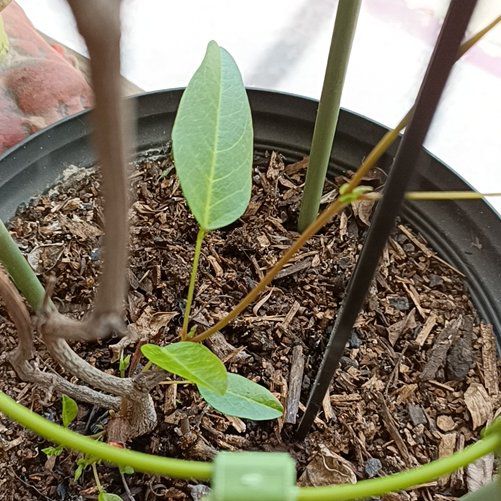 Photo of the plant species Happy Wanderer by @PositiveGreen named Shakira on Greg, the plant care app