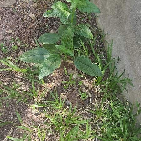 Photo of the plant species Careless Weed by @NobleGalingale named Careless weed on Greg, the plant care app