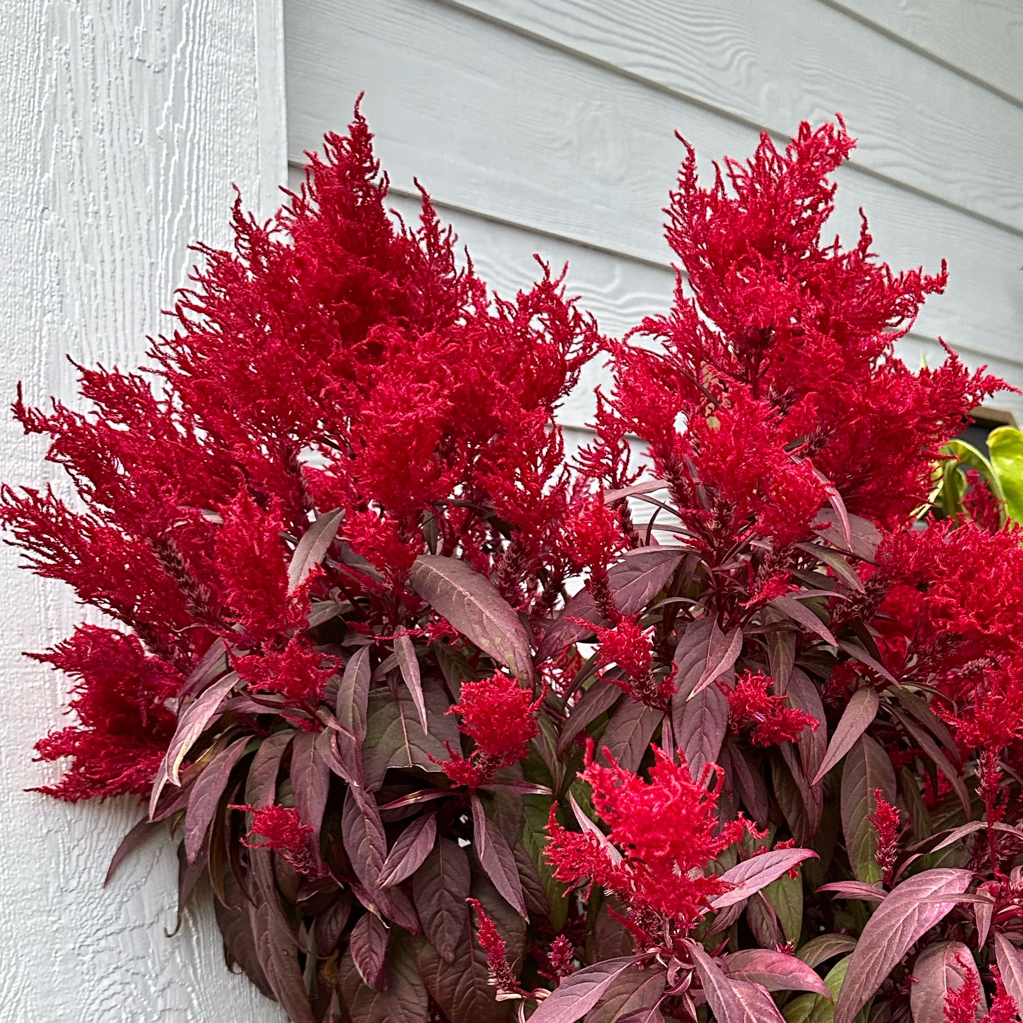Mexican Grain Amaranth plant with bright red flowers and leaves against a wall.
