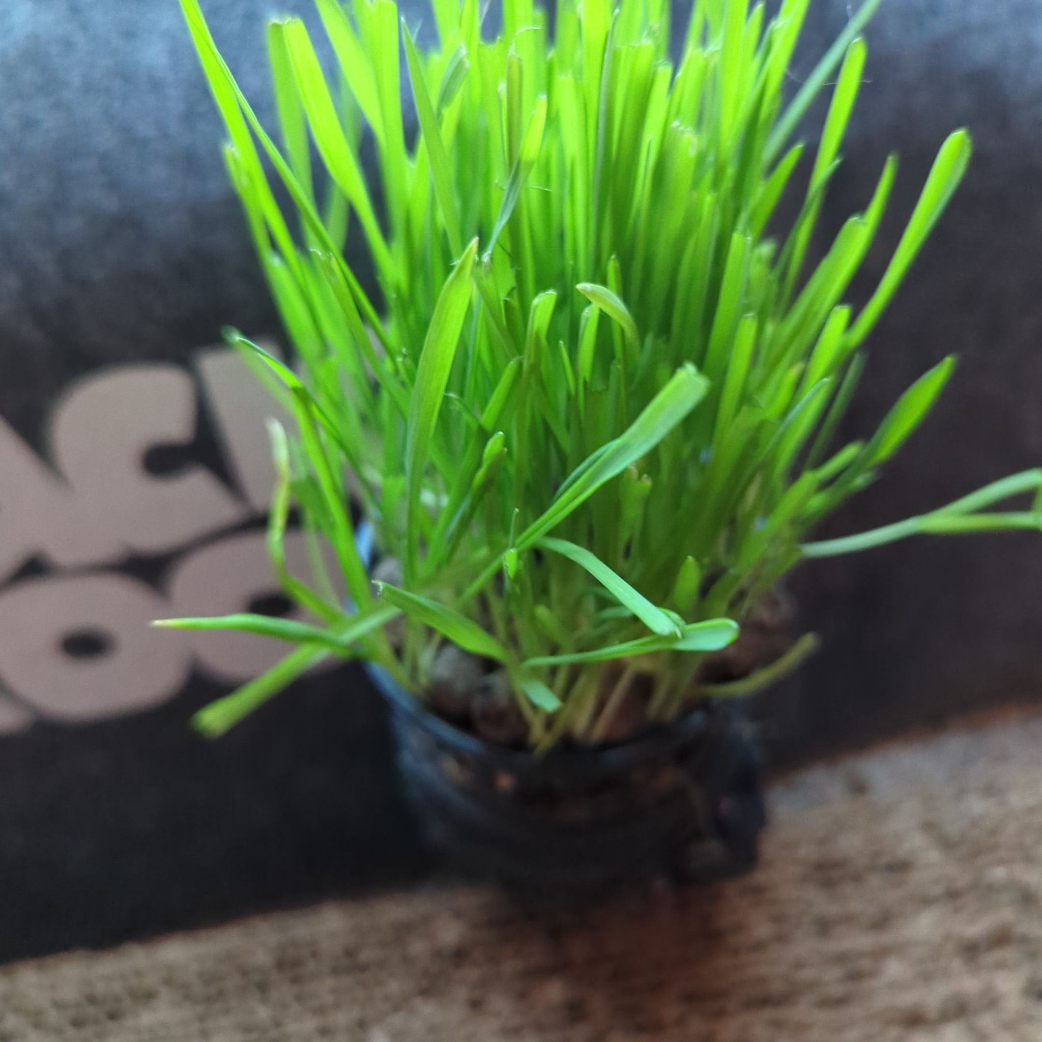A healthy pot of cat grass with vibrant green leaves.
