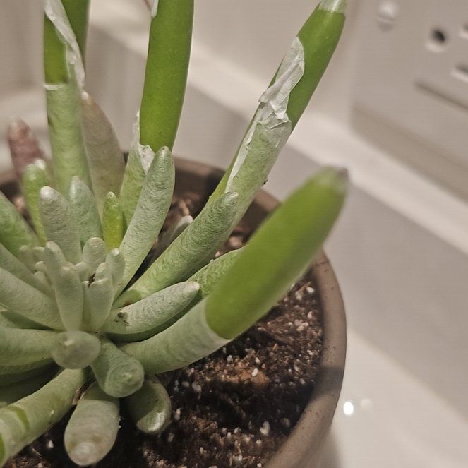 Photo of the plant species Woolly Senecio by @LucentFanpalm named Señor Wooly on Greg, the plant care app