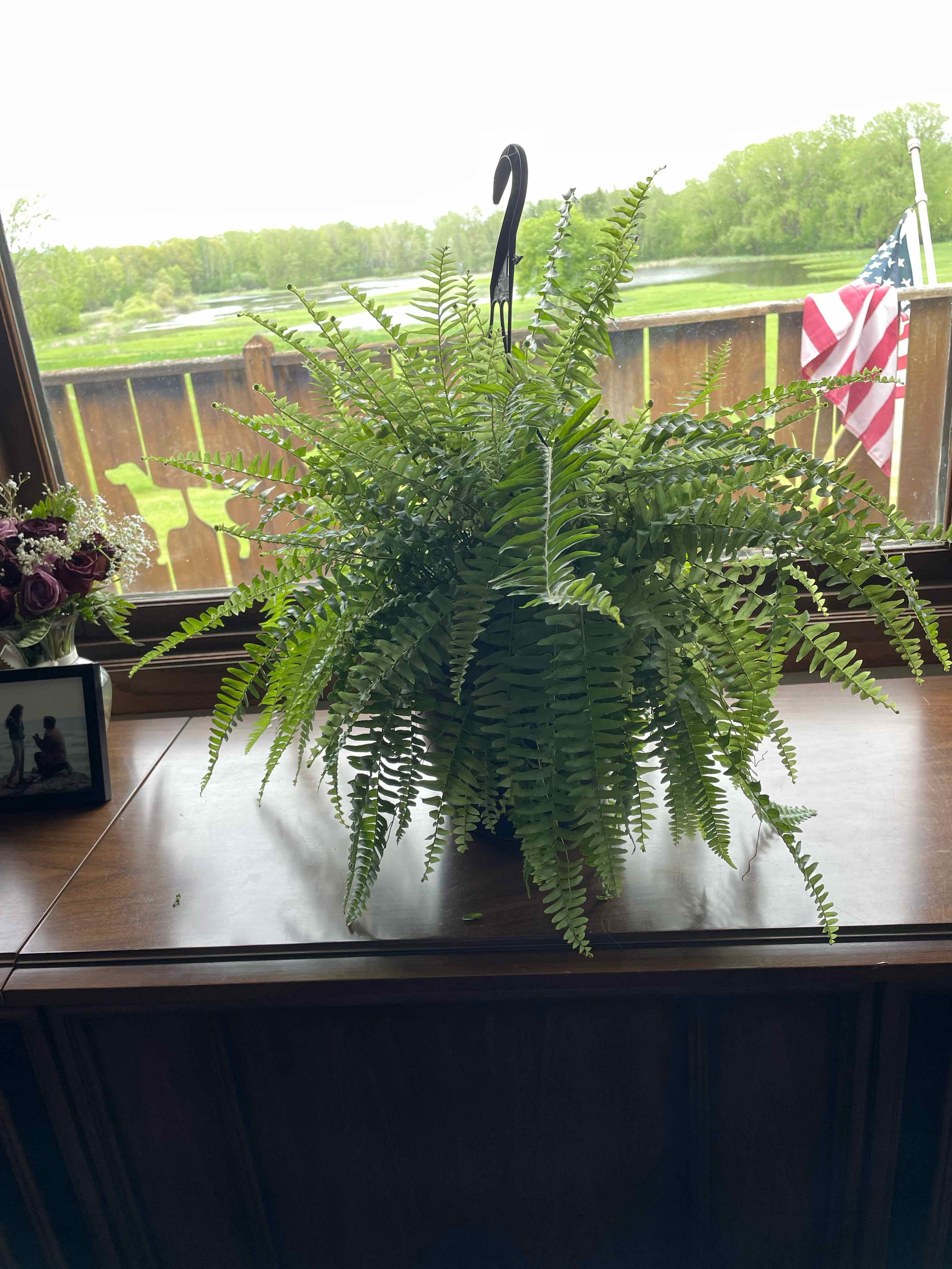 Fern Webber